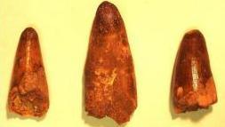 Dinosaur teeth found by French customs officials