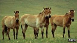 przewalski's horse