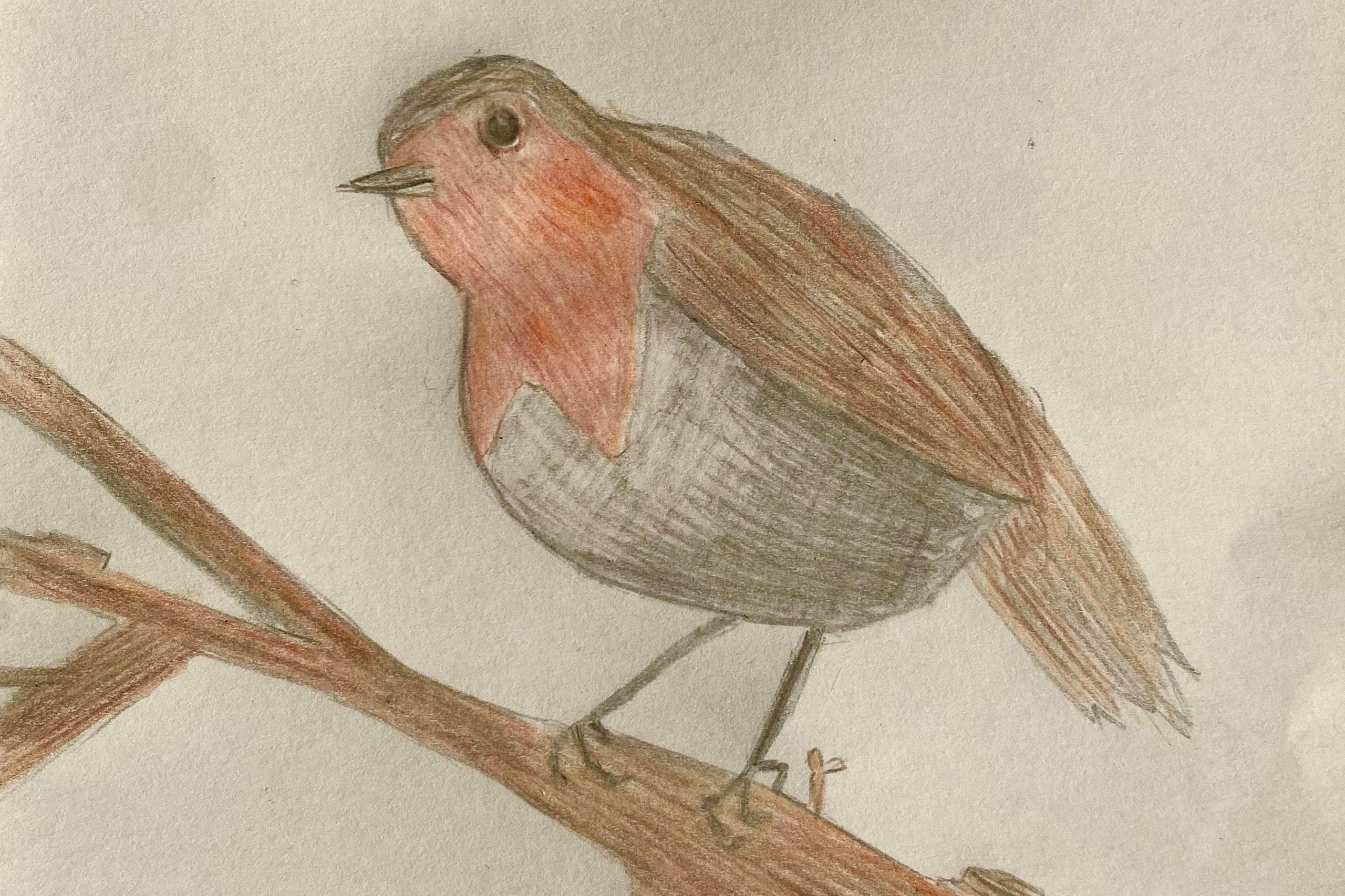 A hand drawn image of a robin sitting on a branch is coloured brown, red and white with shading