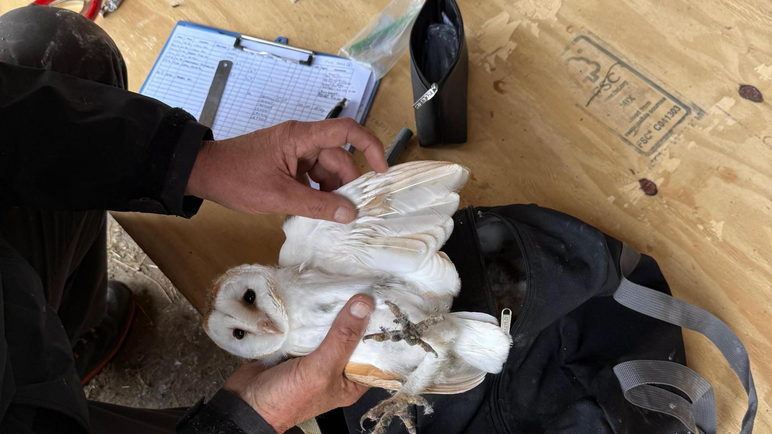 Simon's hand pictured with a white owl. He is lifting the owl's wing aways from its body. 