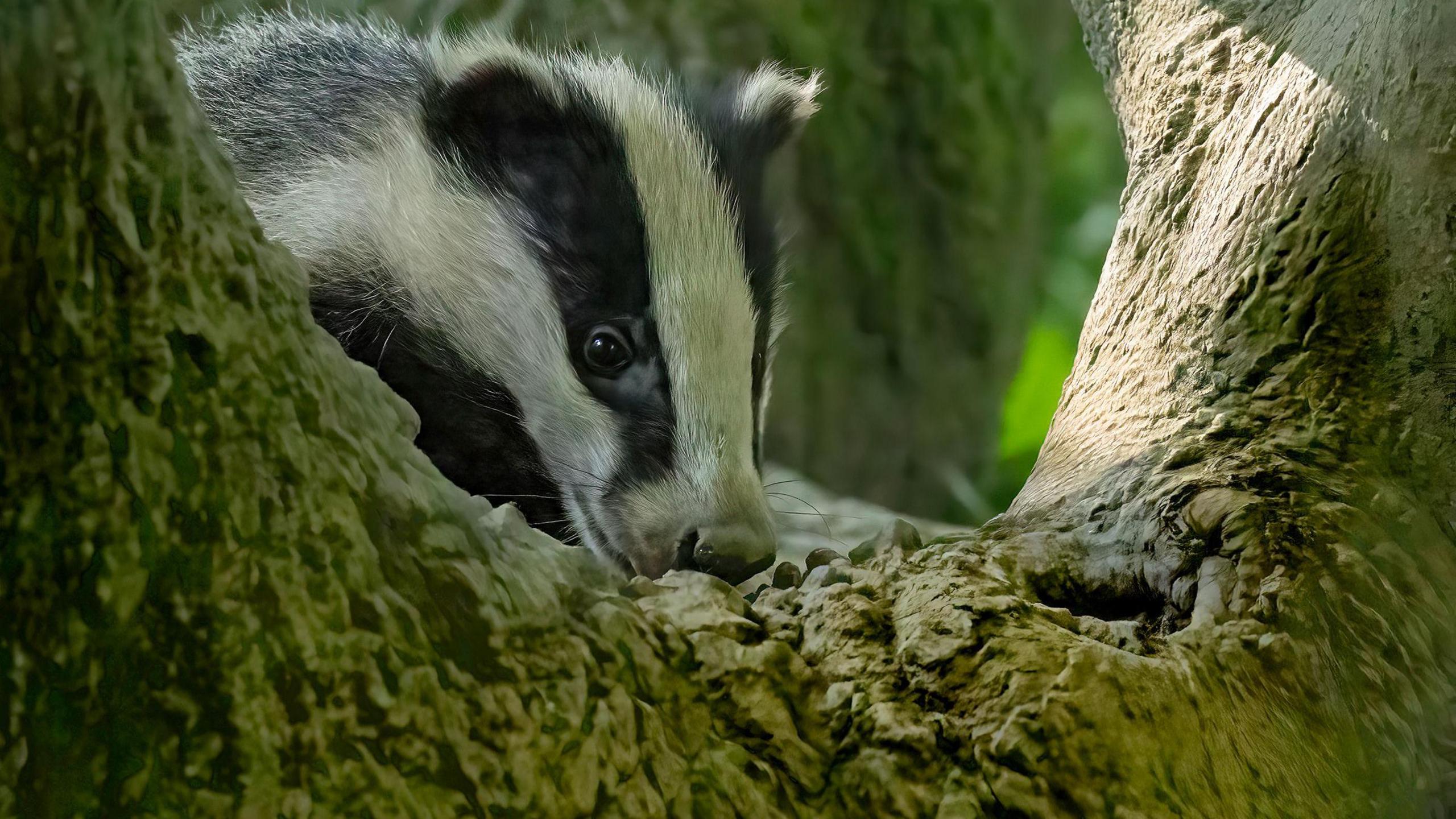 Badger in the Galloway Forest