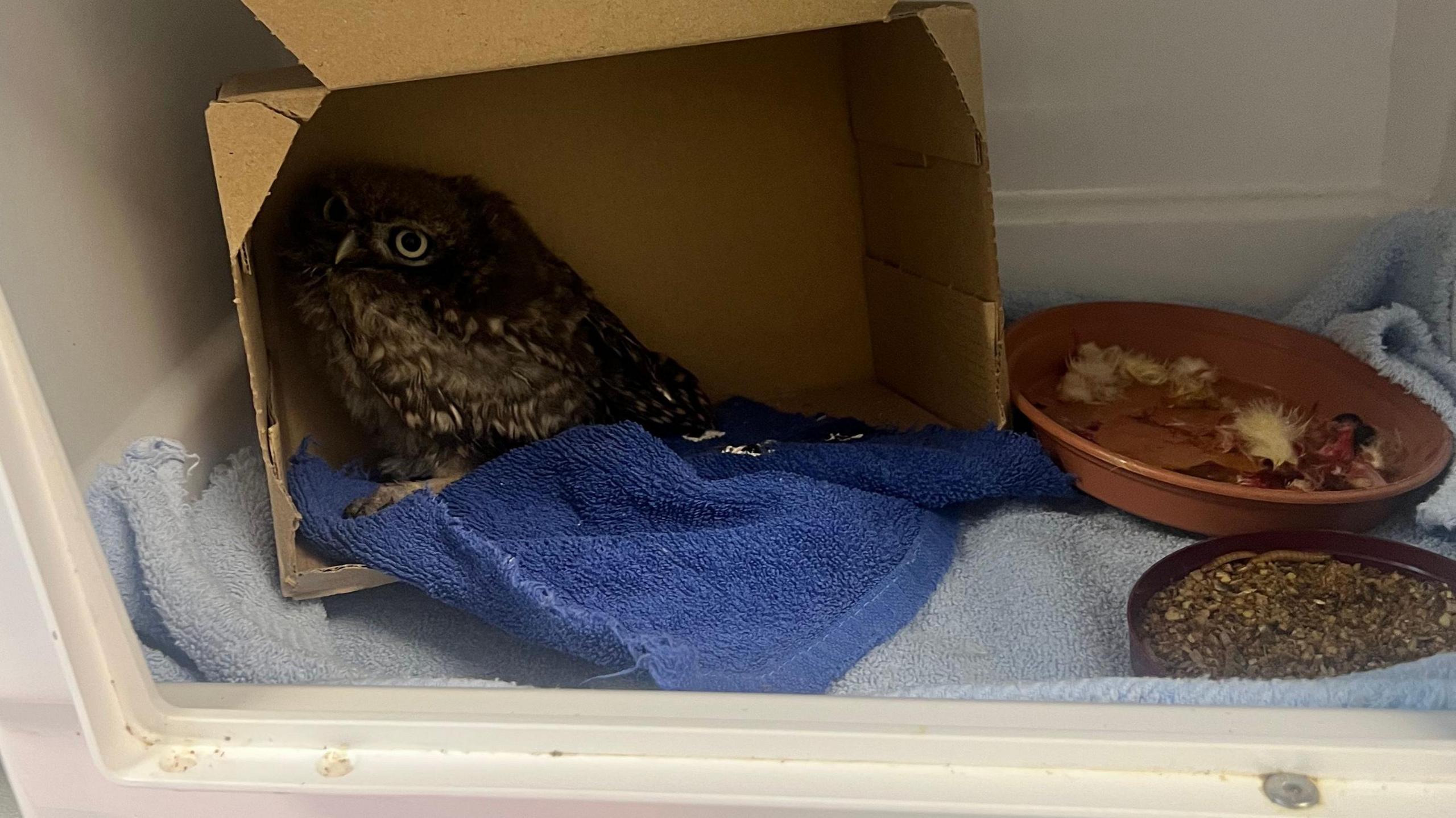 An owl sat in the corner of a cardboard box. He is sitting on a small blue towel with two food and water bowls close by.