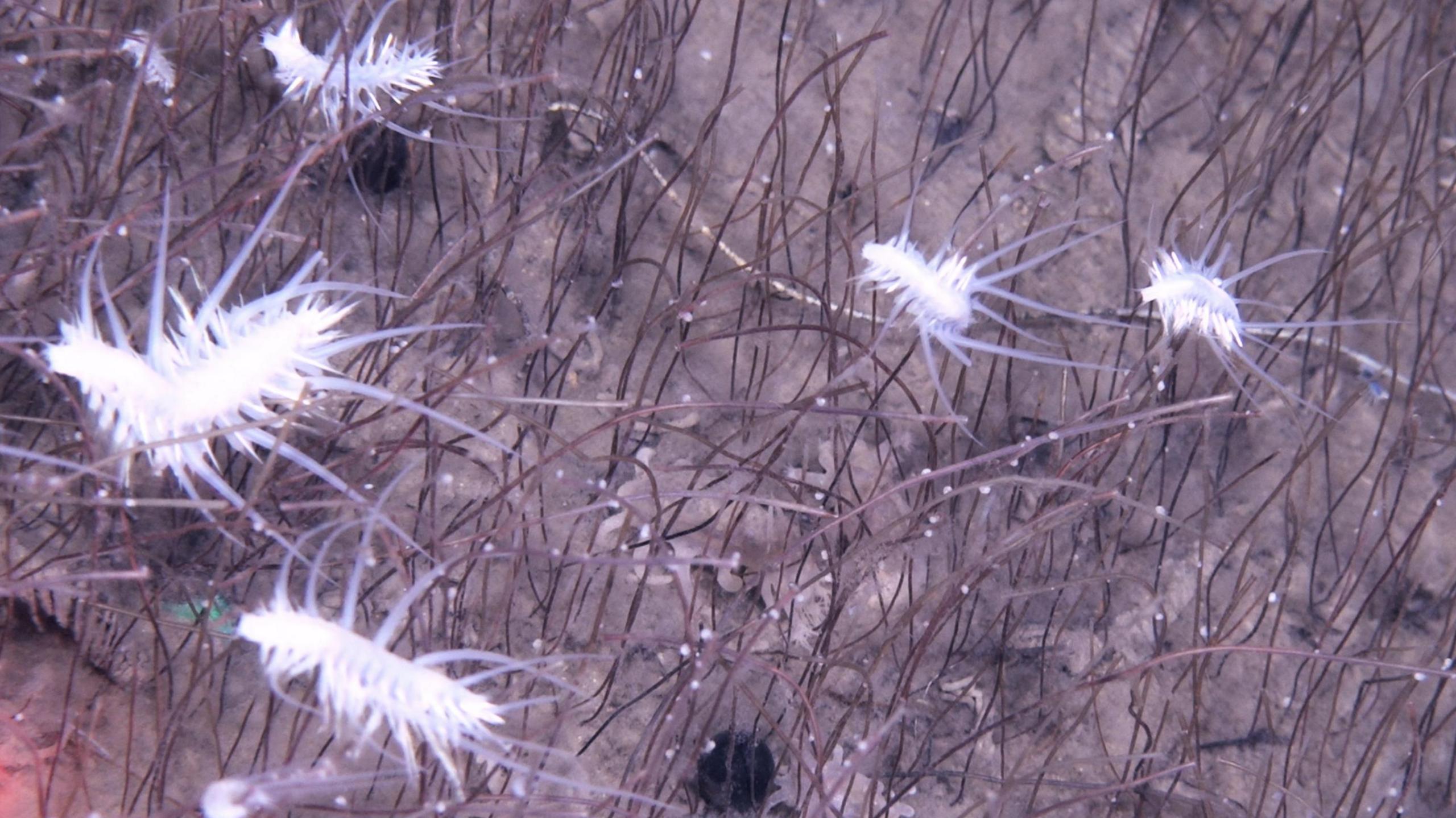 The image is captured at depths of several kilometres in a deep ocean trench. It shows five bright white, spiky shrimp like creatures moving through what looks like reddish-brown grass. When you look more closely, each blade of grass is actually a tube worm emerging about 30cm from the sea floor. 