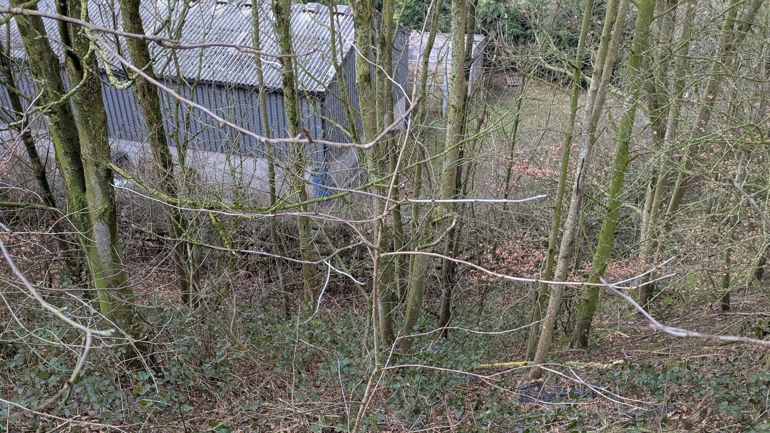 A white dog lies on its side in front of a trees on a country lane.  It is behind a fence and surrounded by brown leaves.