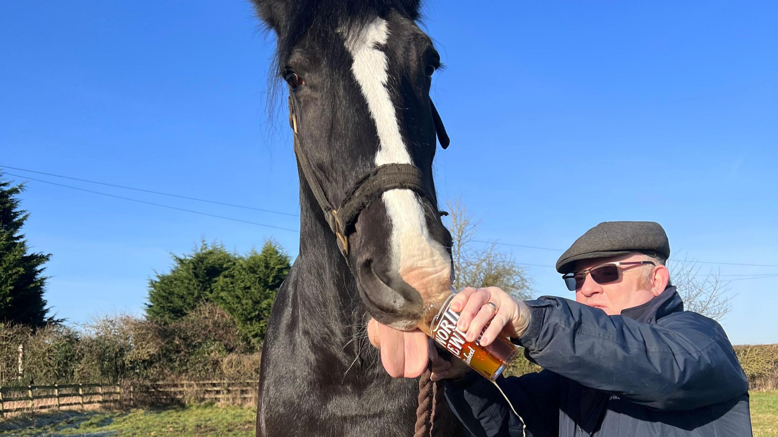 Front-on view of a black shire horse with it's tongue out, tasting from a pint of beer. His handler holds him by a lead rope and holds the glass. He is wearing a blue jacket and flat cap.