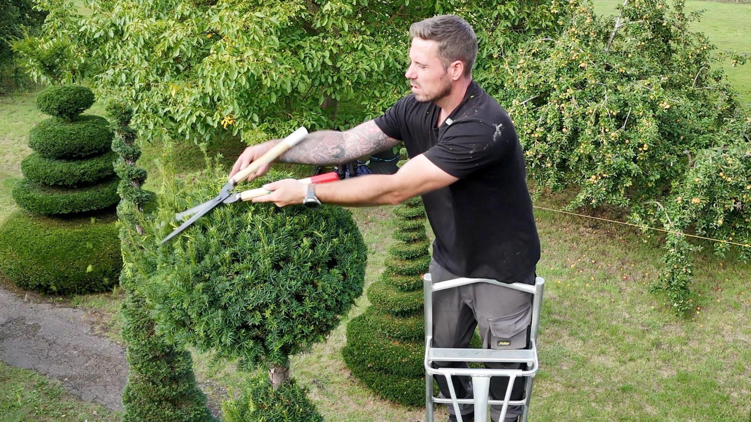 Andy is at the top of a ladder using hand sheers to trim the top of a tree