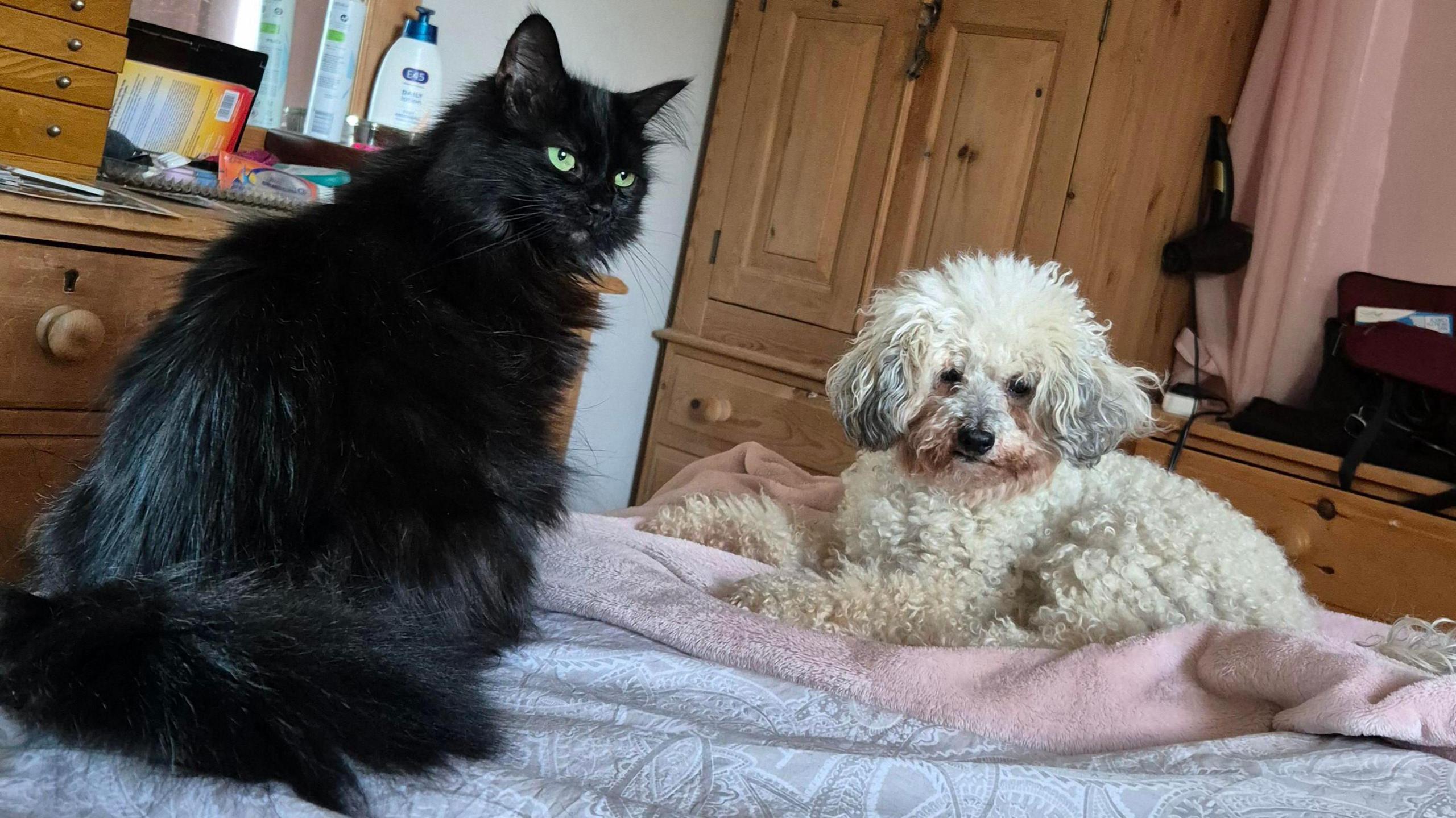 Black cat with white dog