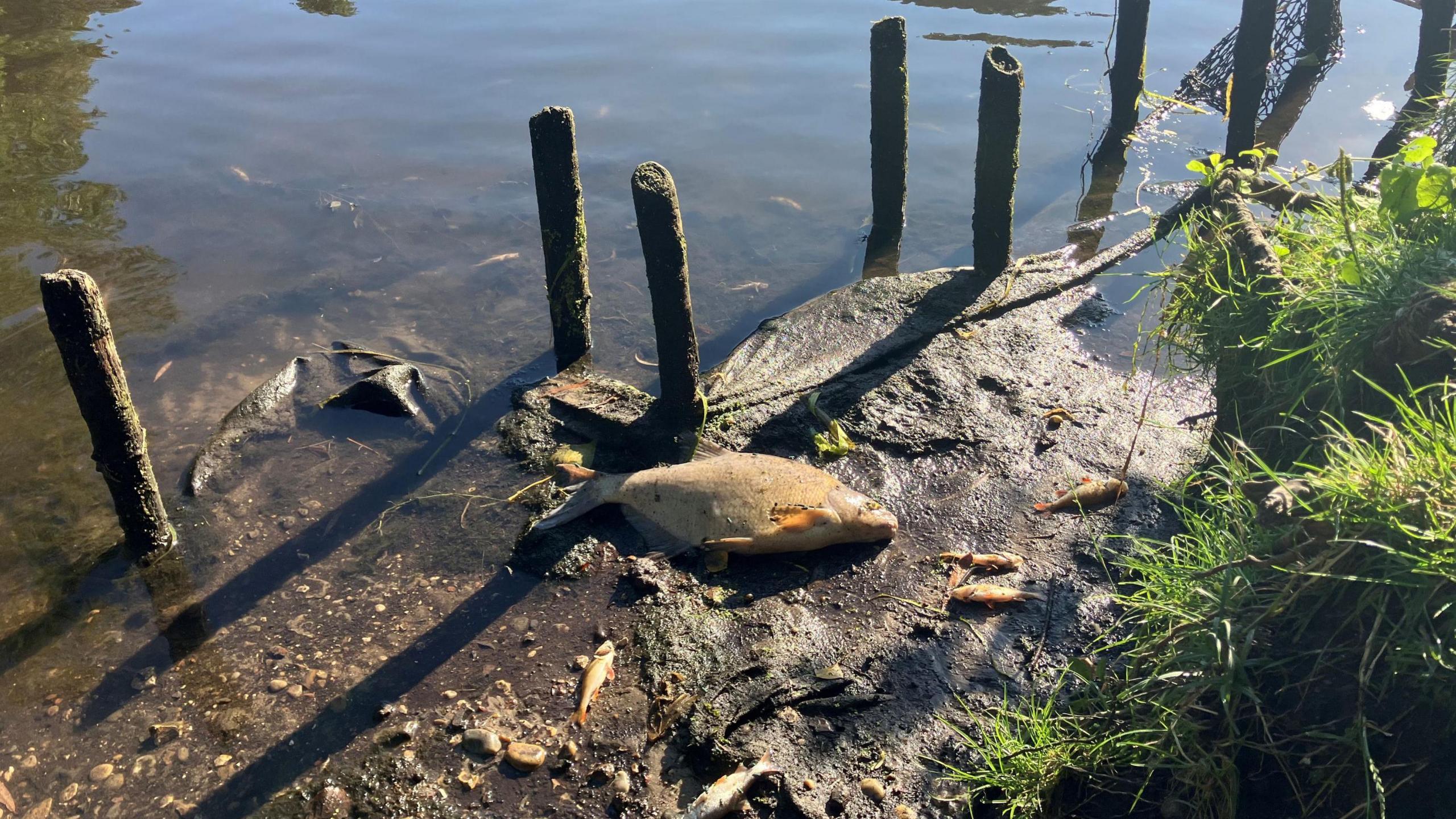 A large dead fish on the river bank, possibly a carp, surrounded by smaller fish. The grass of the riverbank is visible to the right.