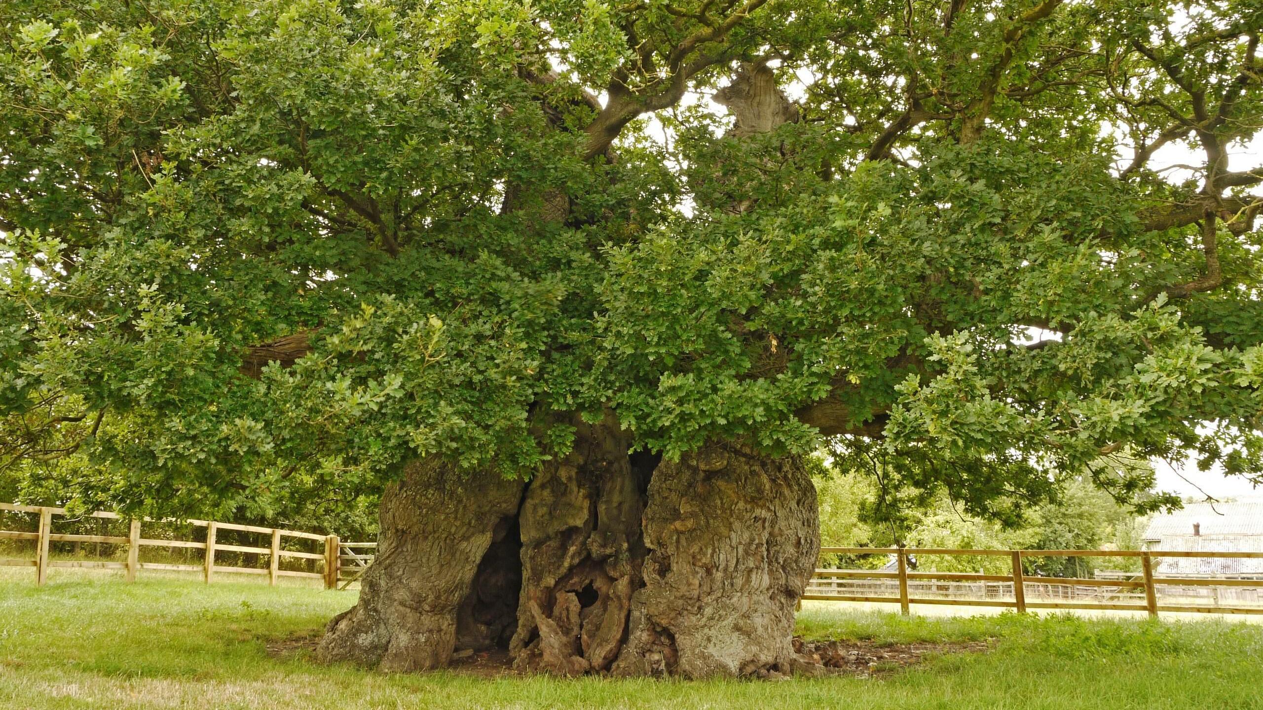 A squashed-looking thick tree in a field