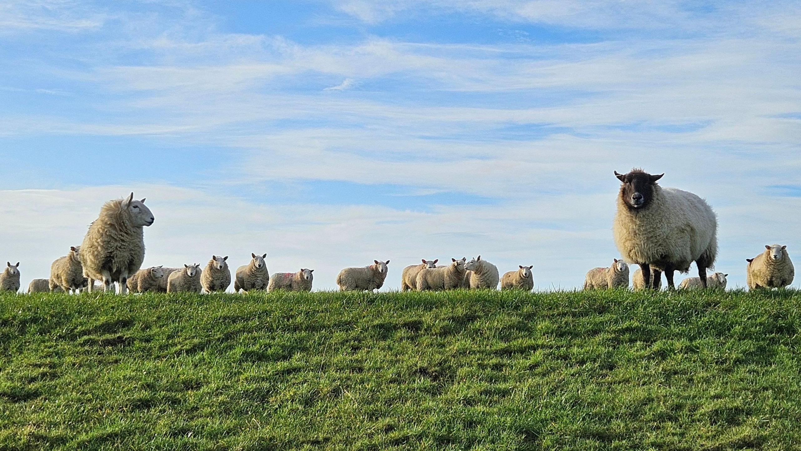 A flock of about 20 sheep stand on a grassy verge with a blue cloudy sky above them