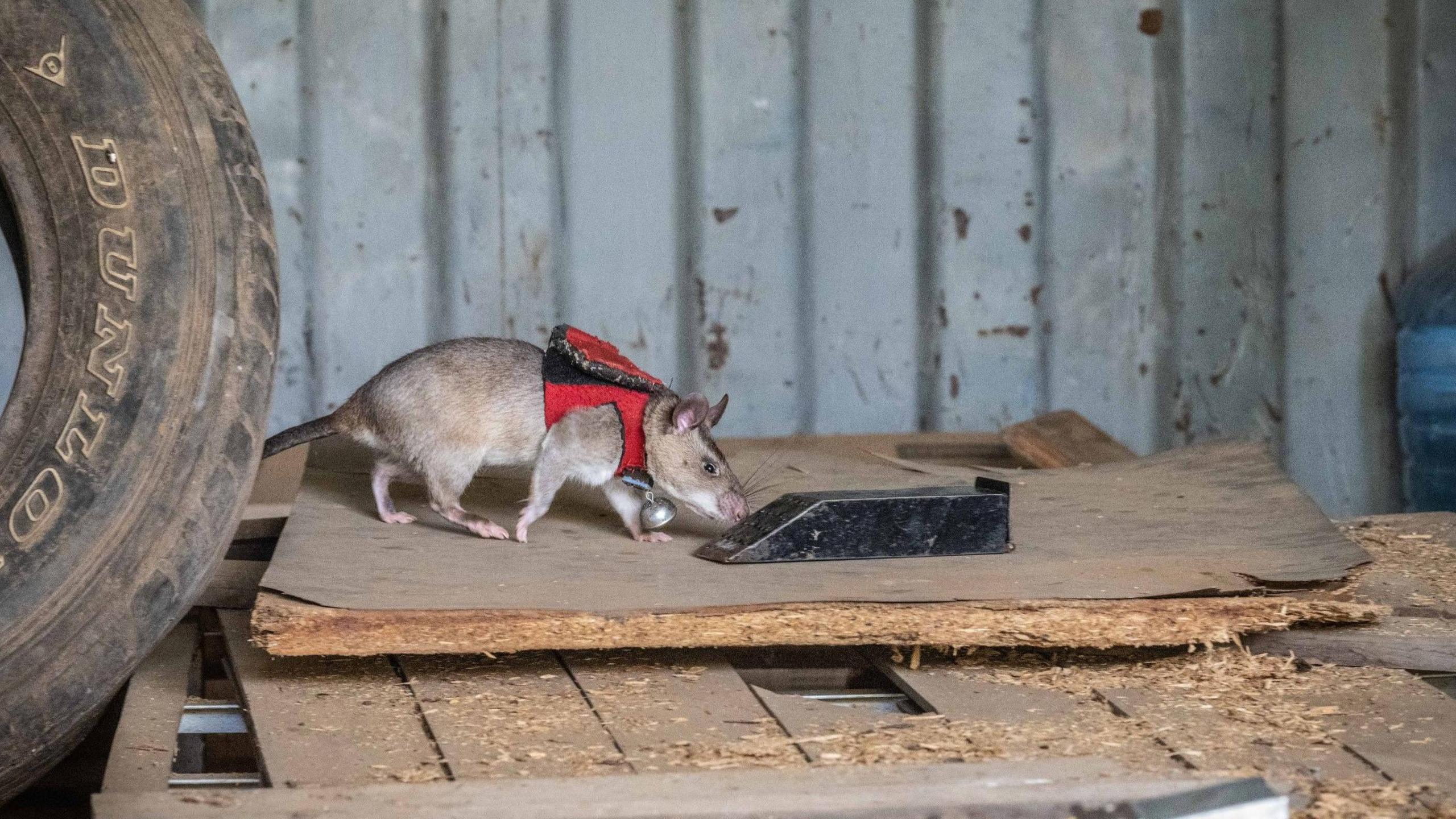 A light brown rat is sniffing at an object. It is wearing a red jacket with a ball around its neck