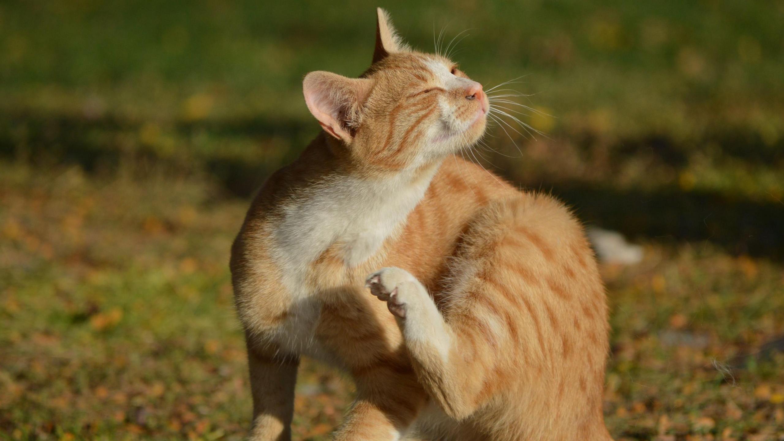 Cath yn crafu chwain