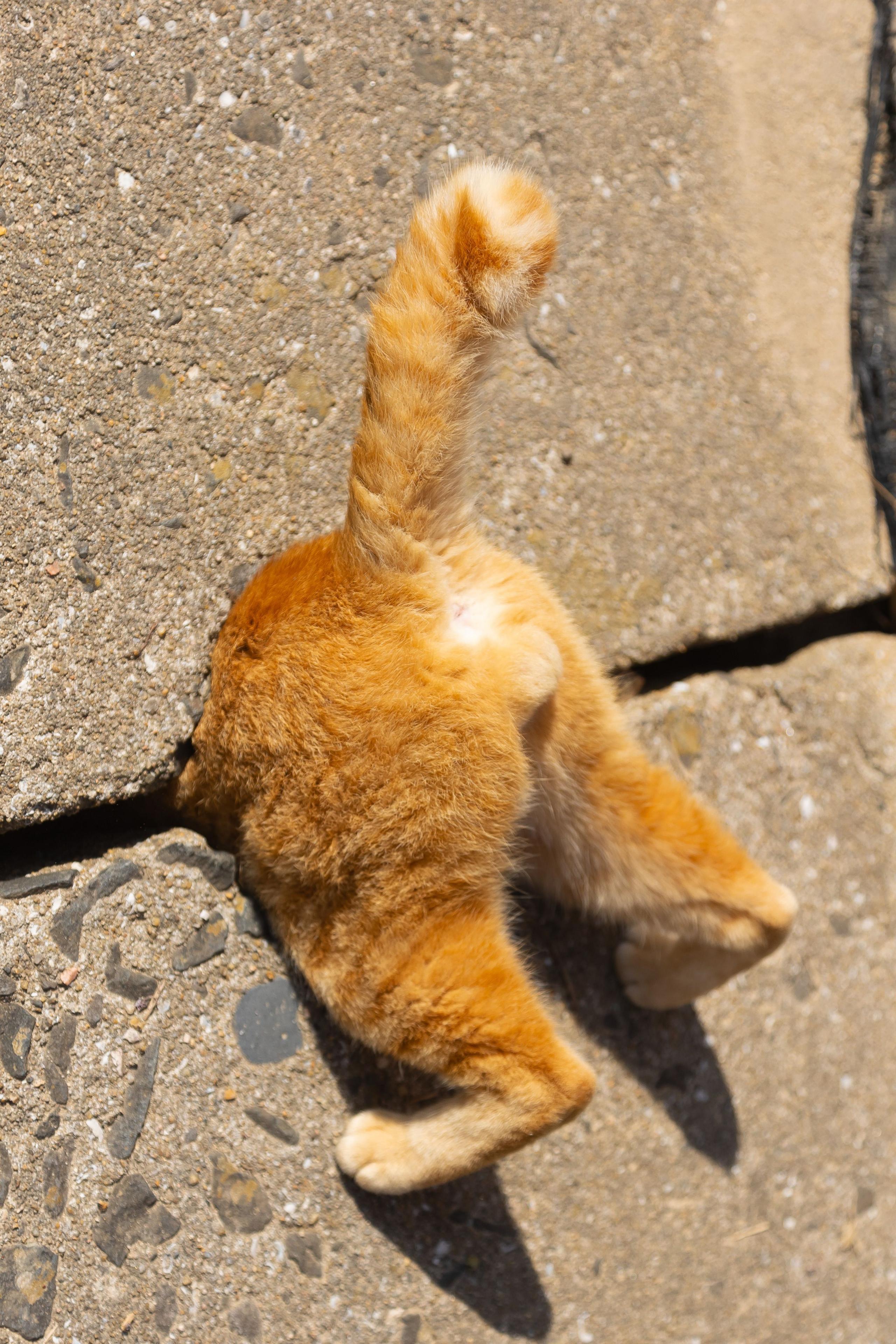 cat stuck in a wall