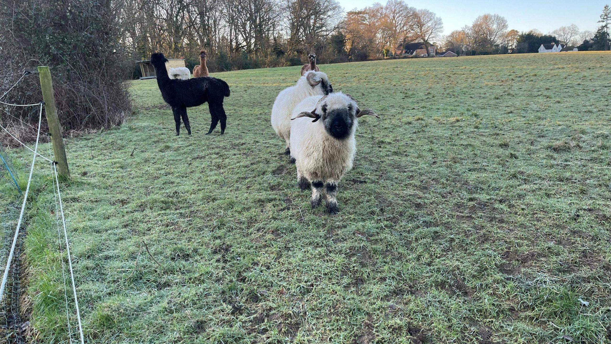 Two black-faced sheep with white wool, one black alpaca and two brown alpacas are standing on a farm.