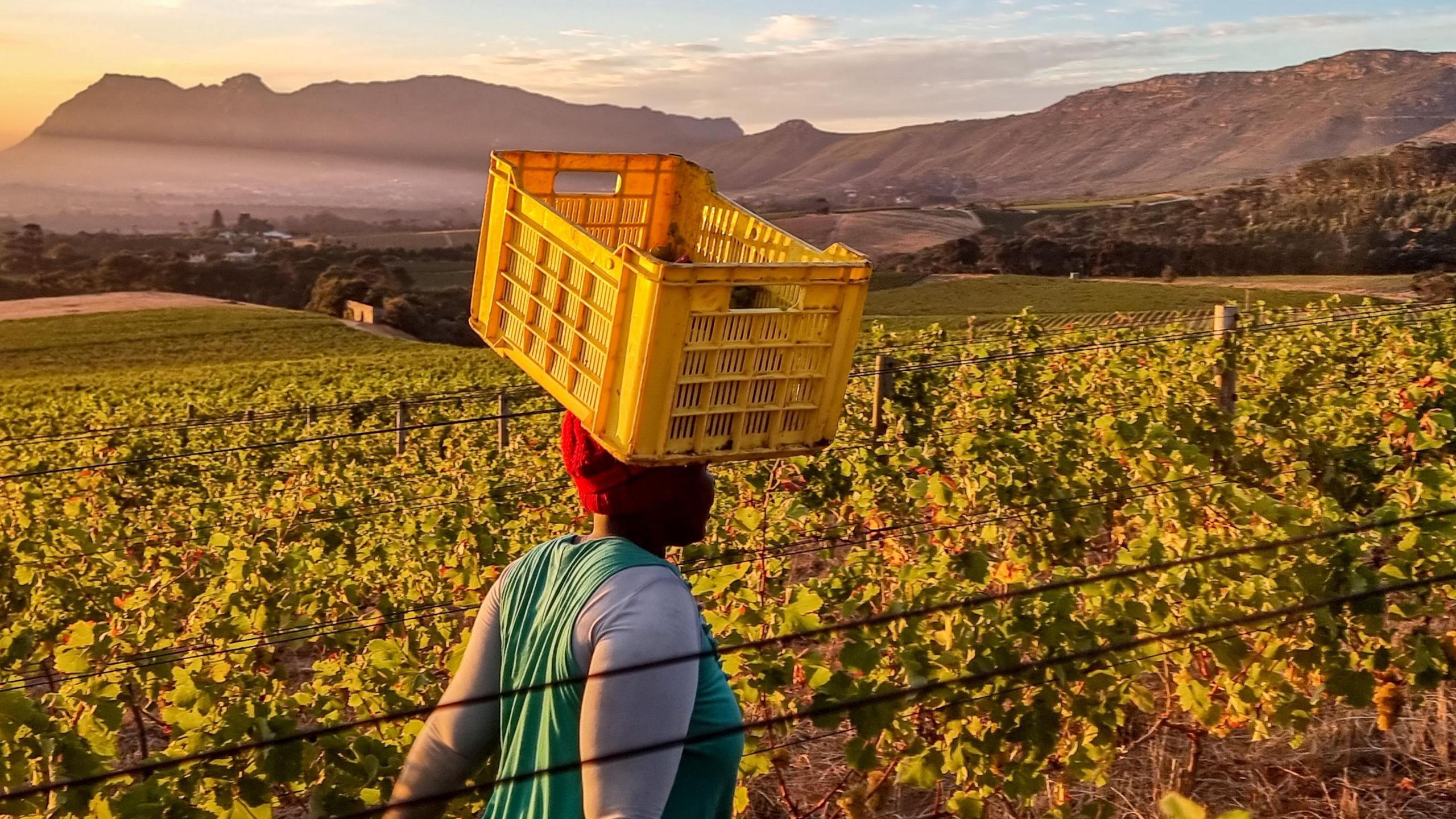 A woman, wearing a green t-shirt over a grey one, walks across a vineyard as the sun sets in the background. The woman has a red scarf on and is carrying a yellow crate on her head.