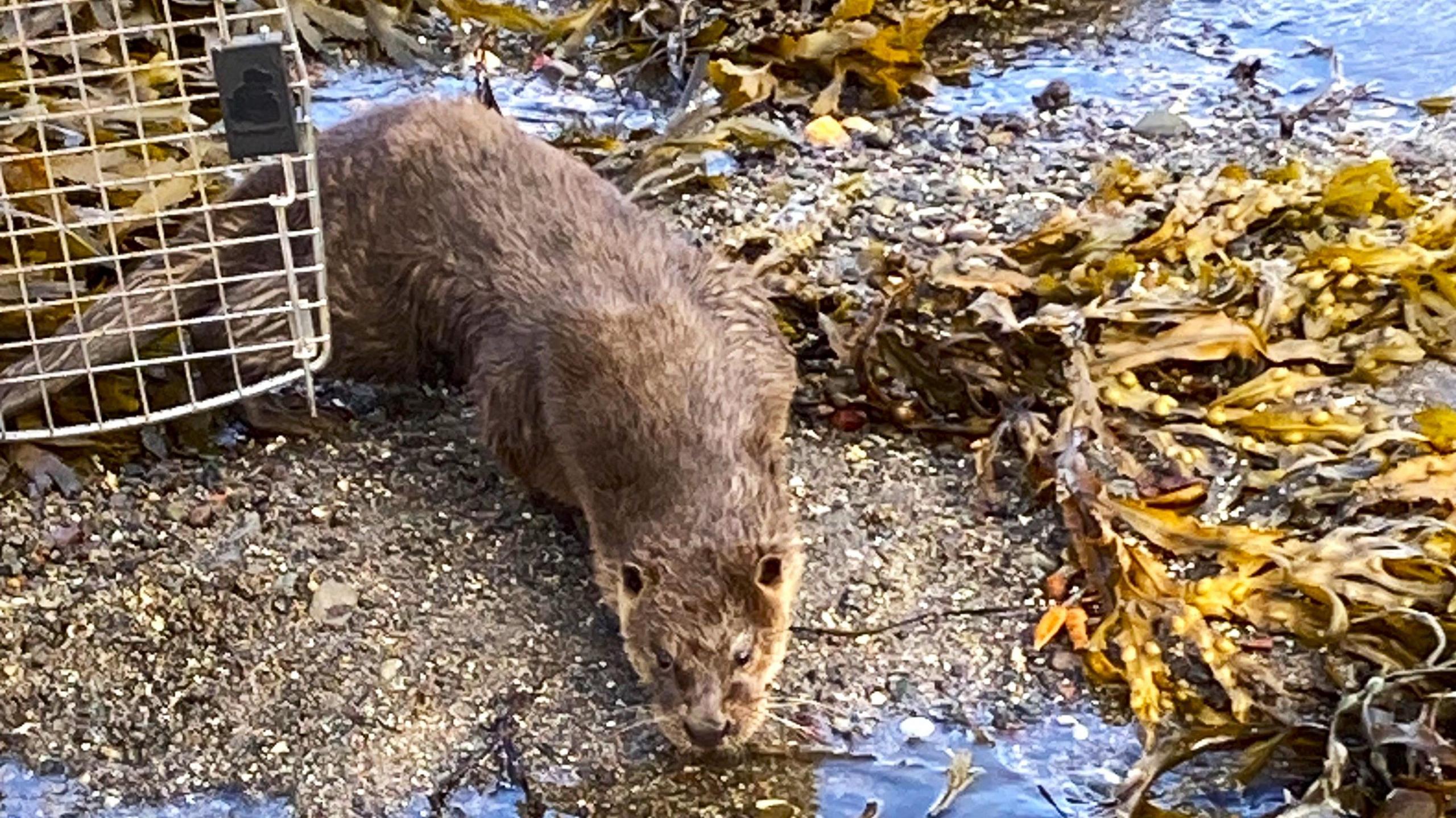 Otter being released on land with water and seaweed