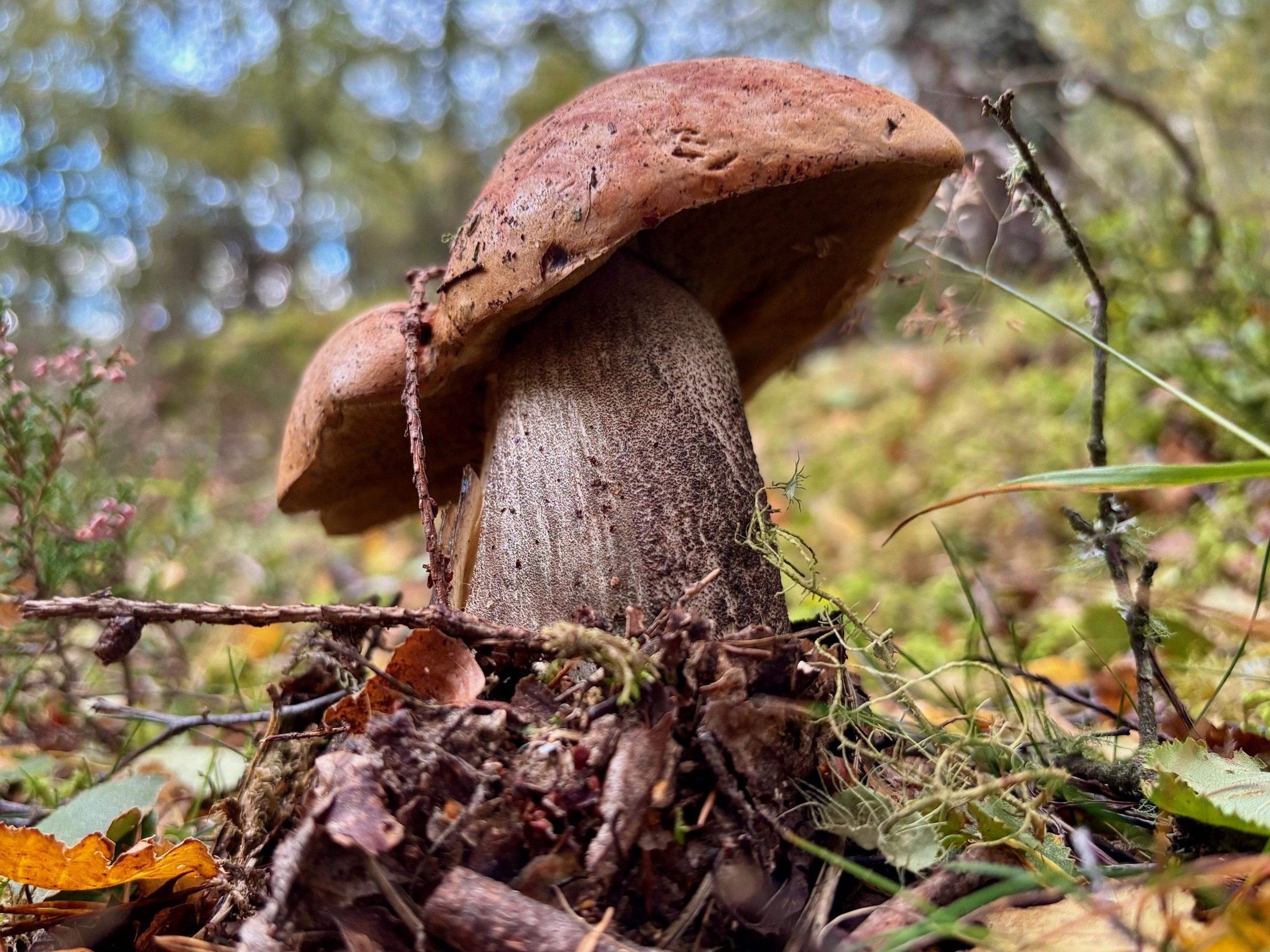 Close-up of a mushroom growing on a forest floor, surrounded by moss and twigs