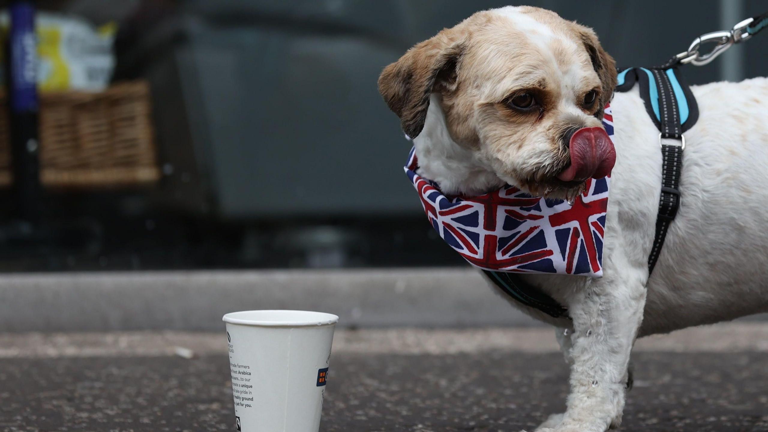 Dog drinking from a paper cup