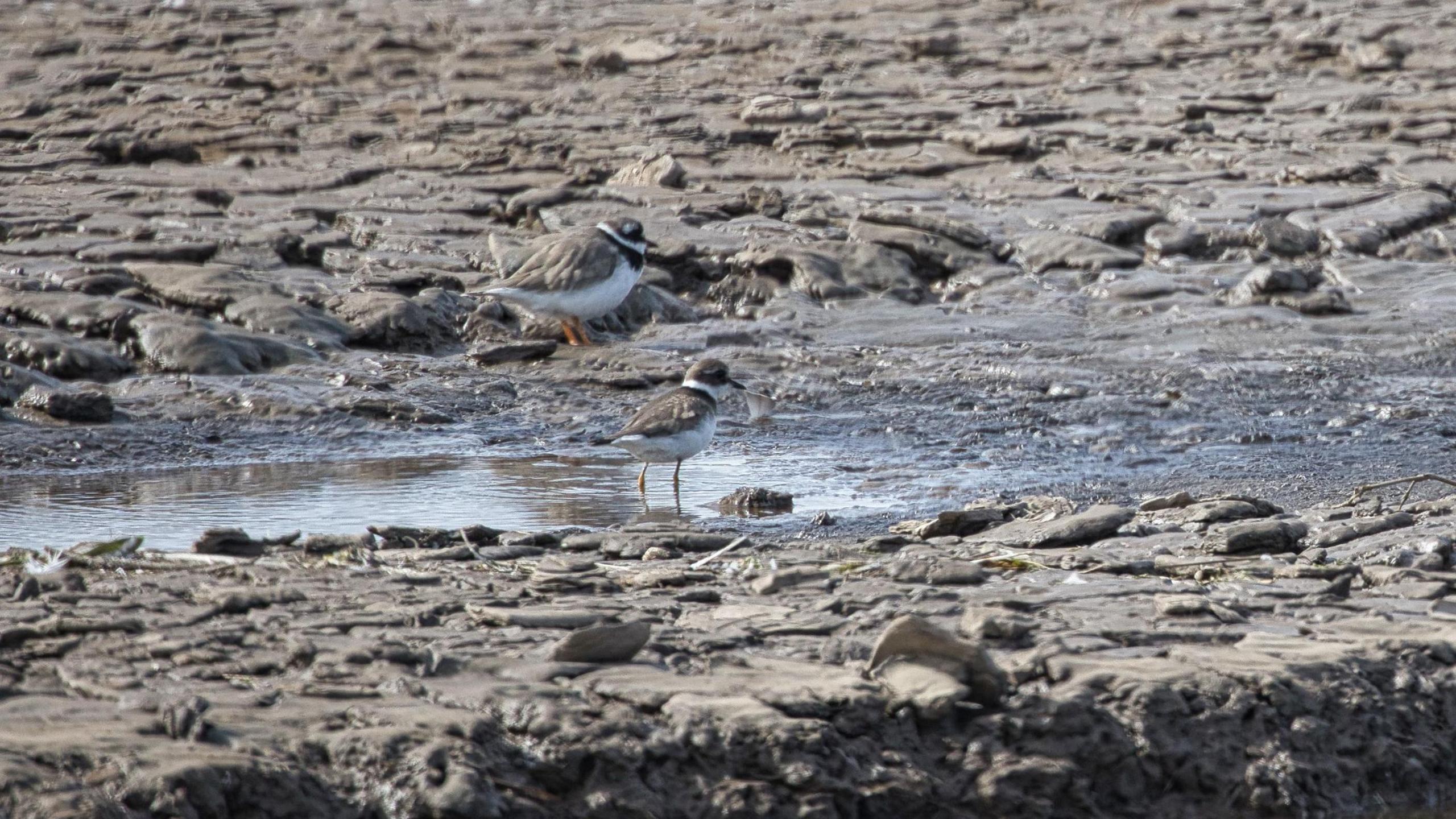 Grey, taupe and white plover birds against rocky mudflats of similar colour 