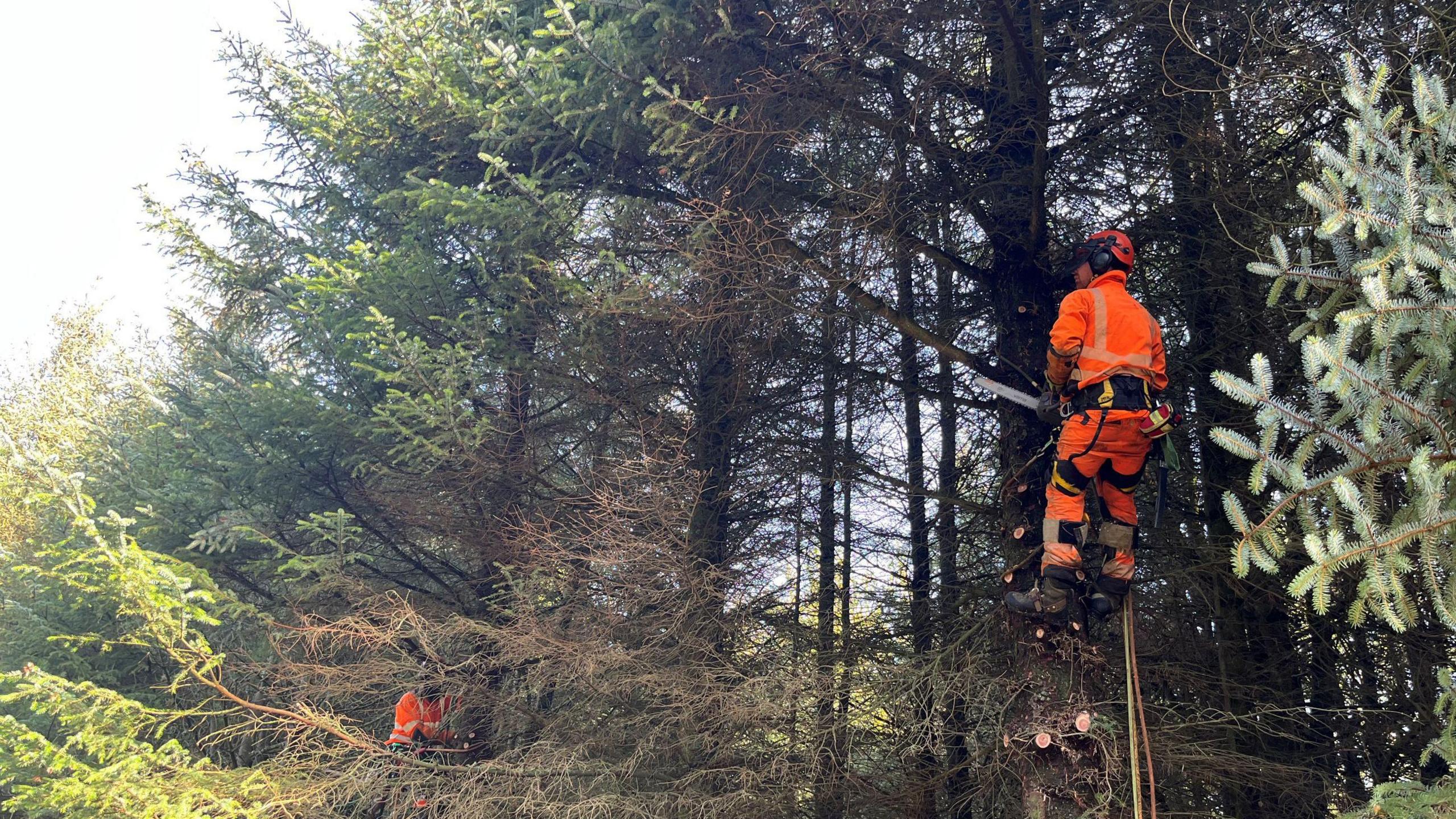 SSEN tree cutting team