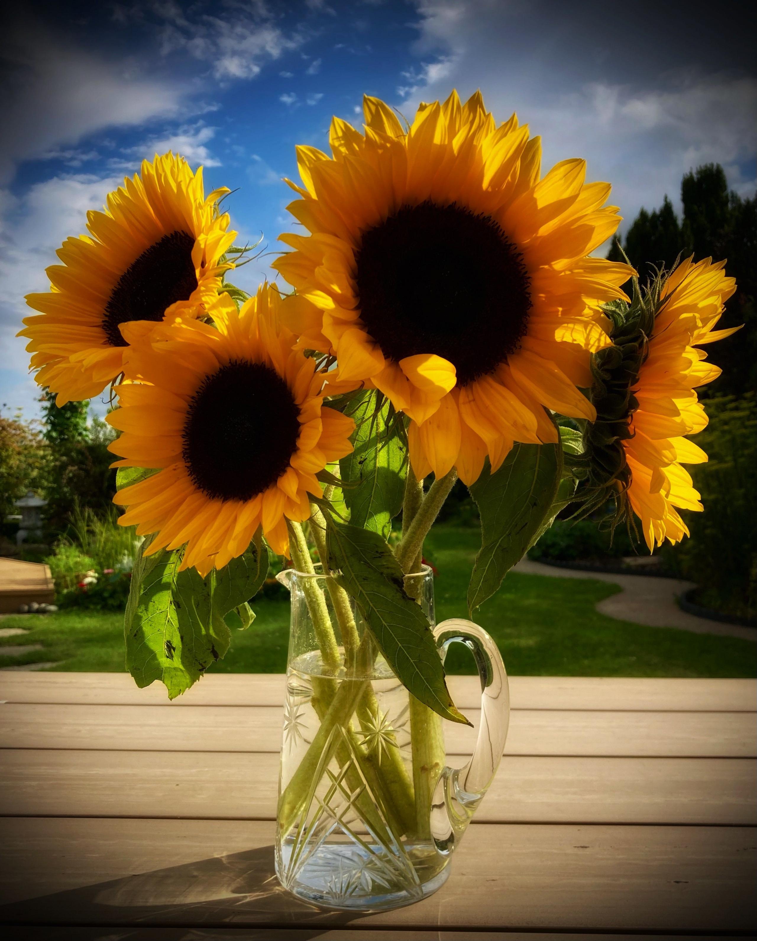 Four sunflowers in a vase on a wooden table outdoors