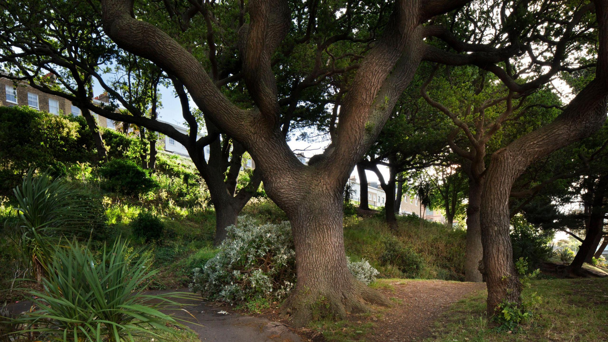 The oak wood within The Shrubbery, showing paths between the tree trunks with a canopy of leaves above.
