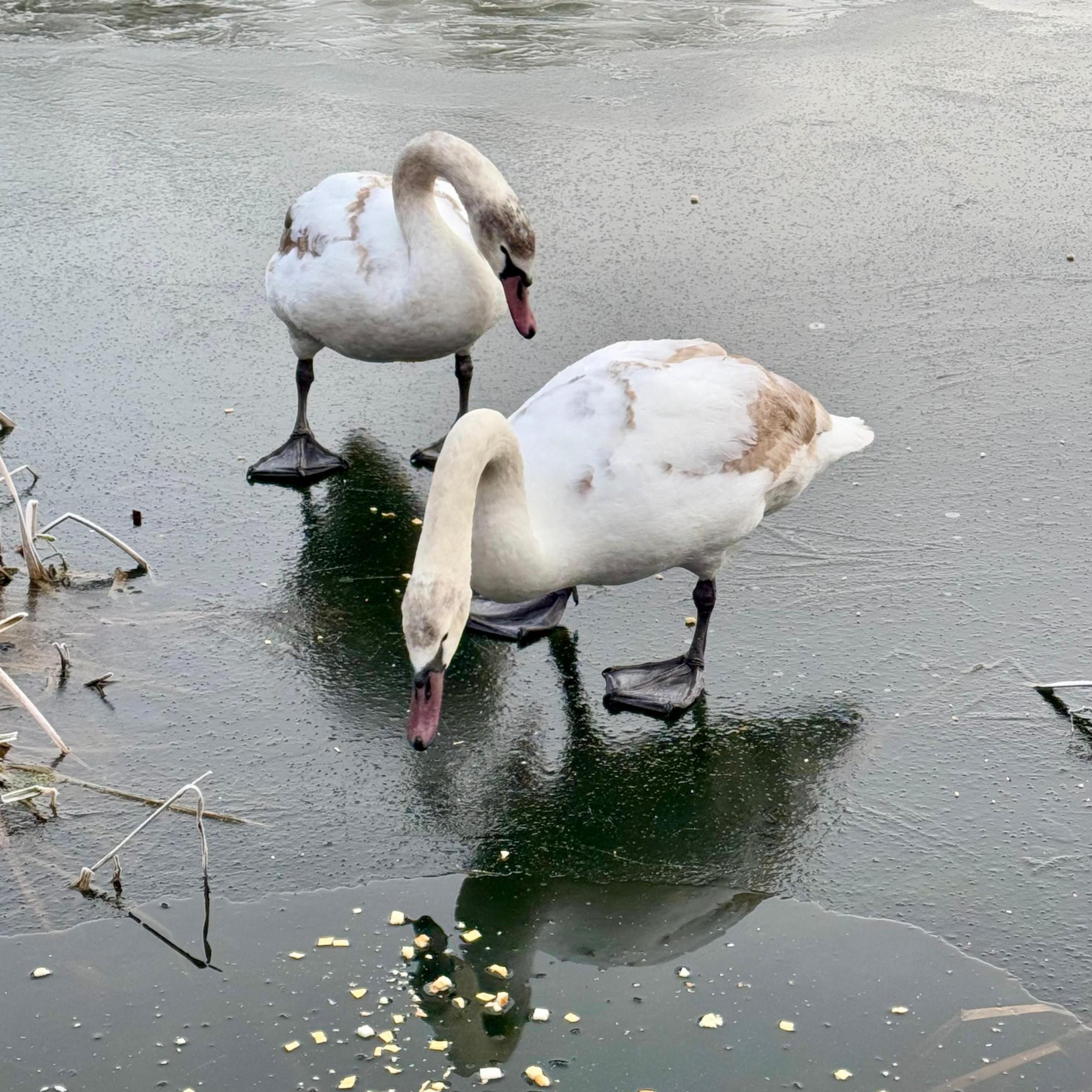 Two swans standing on ice-covered water, looking at reflection 