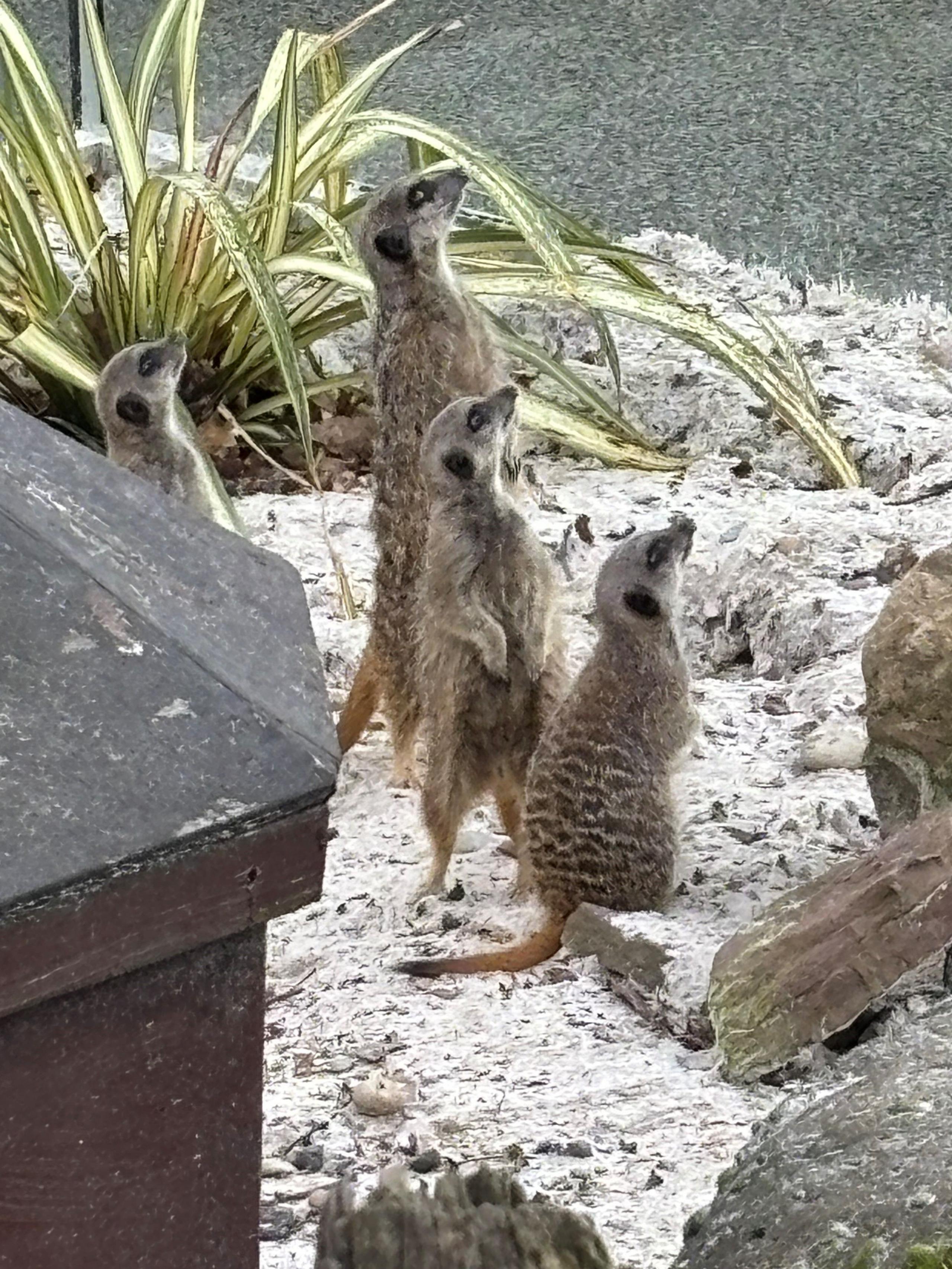 Five meerkarts staring at the sky