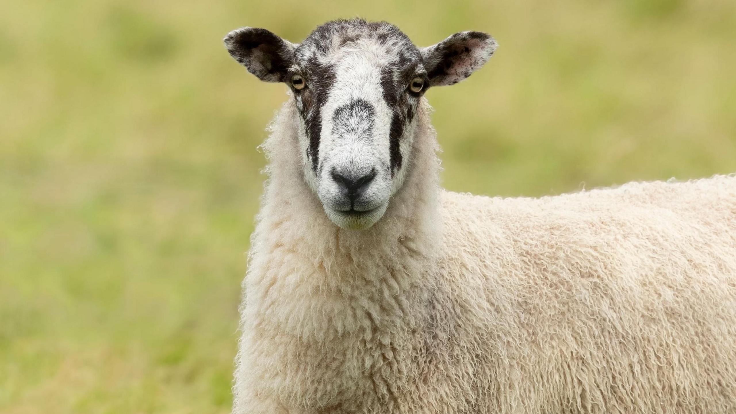 A sheep is looking towards the camera while standing in a field. It has brown speckles on its face.
