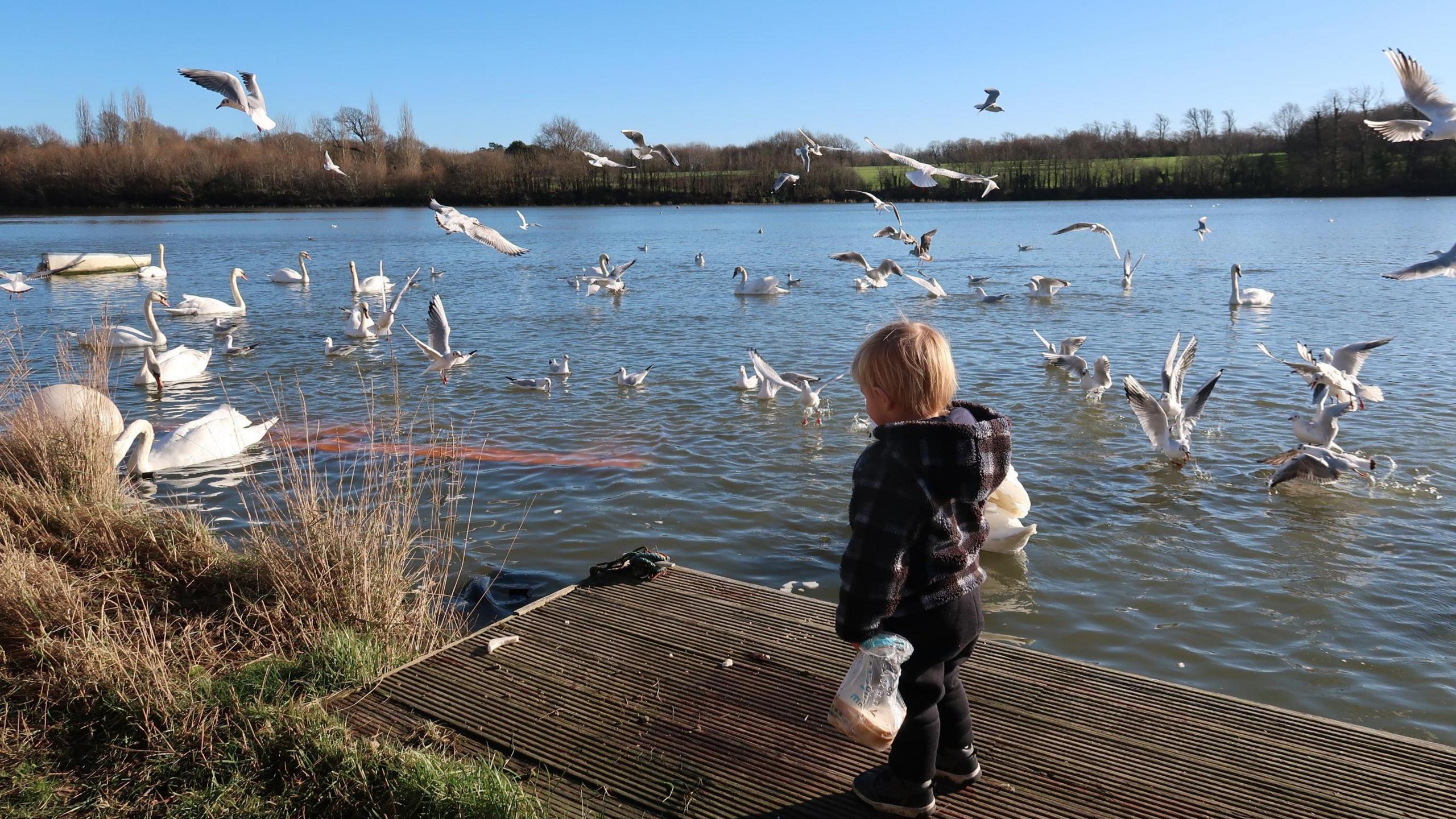 A young person stands on a pontoon on a body of water. They are holding a bag of bread. In the water you can see seagulls and swans flapping around. On the near and far bank you can see grass and trees.