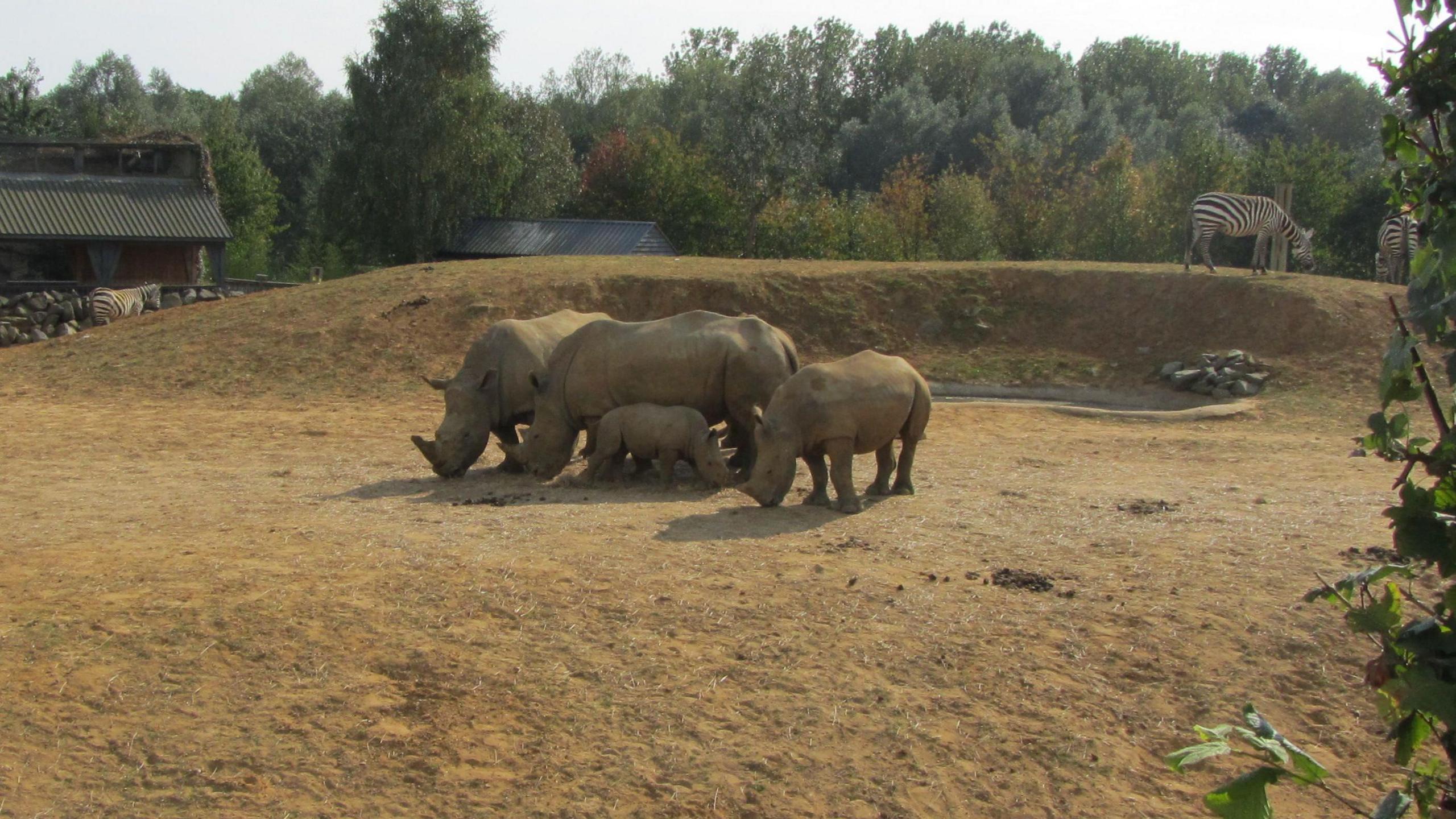 A group of four rhinoceros, including a very young one, a slightly larger one and two adults, in a sandy outdoor enclosure with two zebra visible on a mound behind them, and another zebra behind the mound near a zoo building