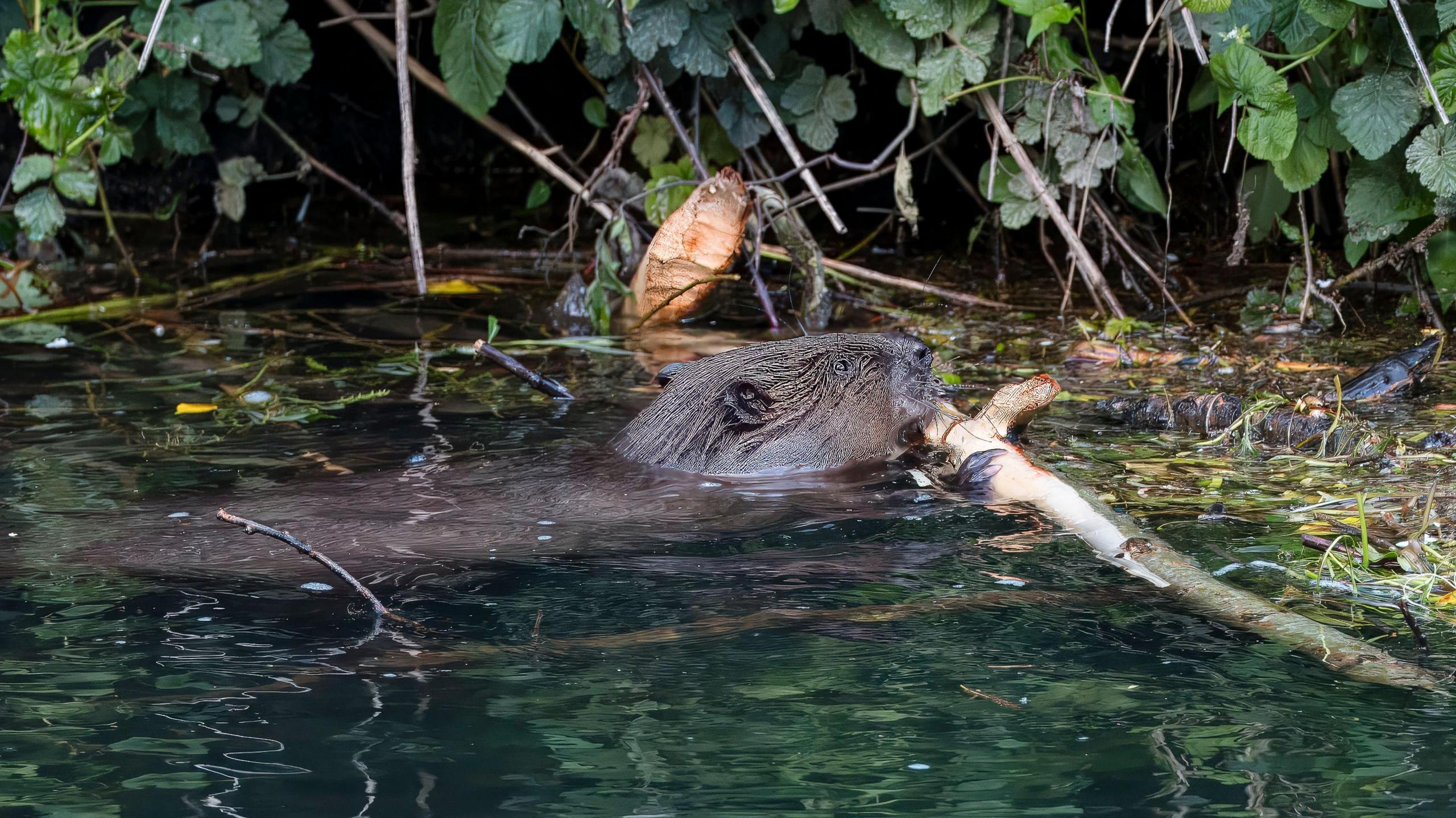 A beaver with a stick in the river