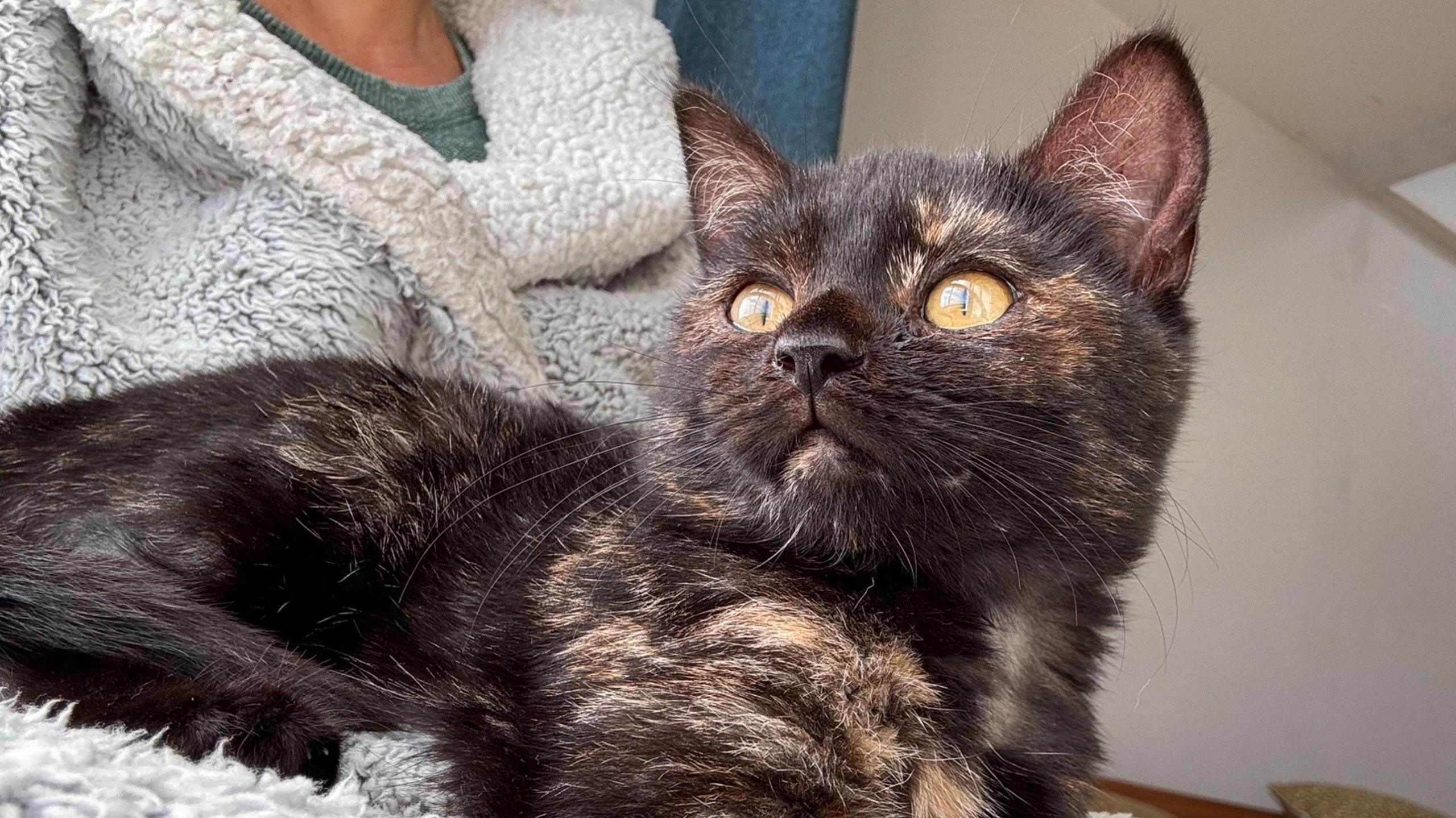 Bramble on Katie Spencer's lap. Bramble is a dark tortoiseshell kitten and she is looking out the window as the photo is taken.