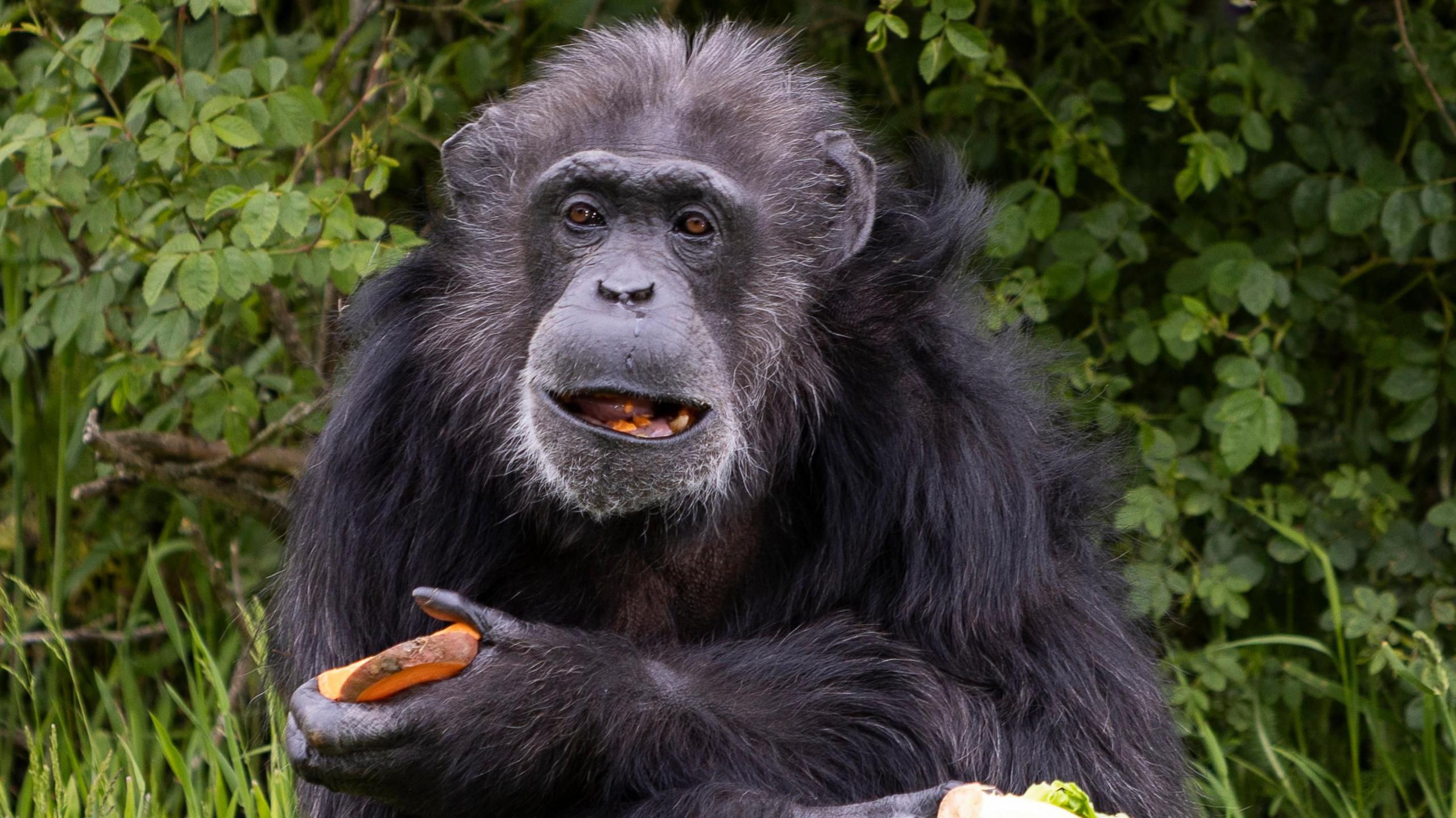 A chimpanzee chewing on fruit as she holds some in both of her hands.