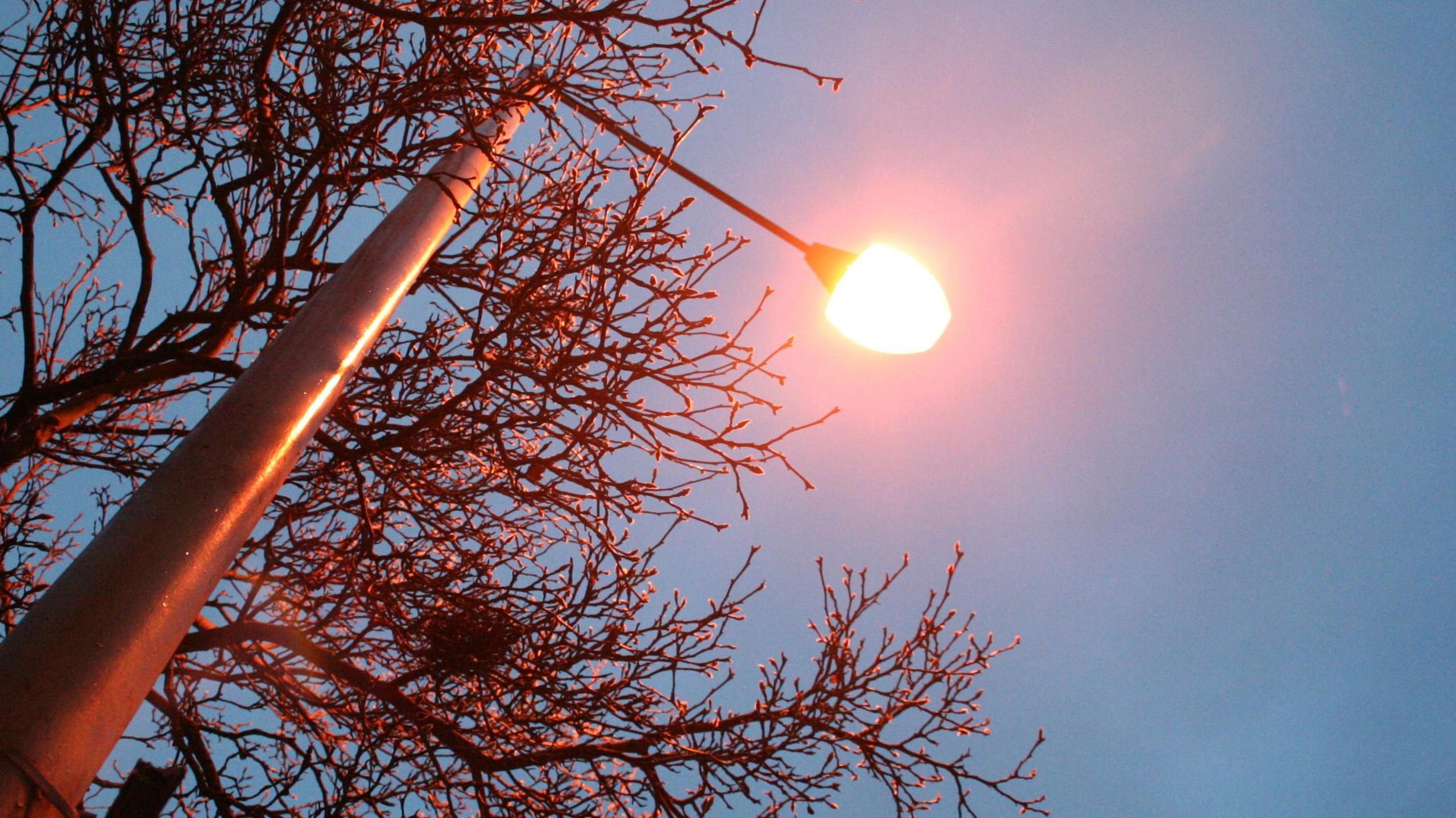 A view looking up at a street light in darkness. There is a tree behind the street light.