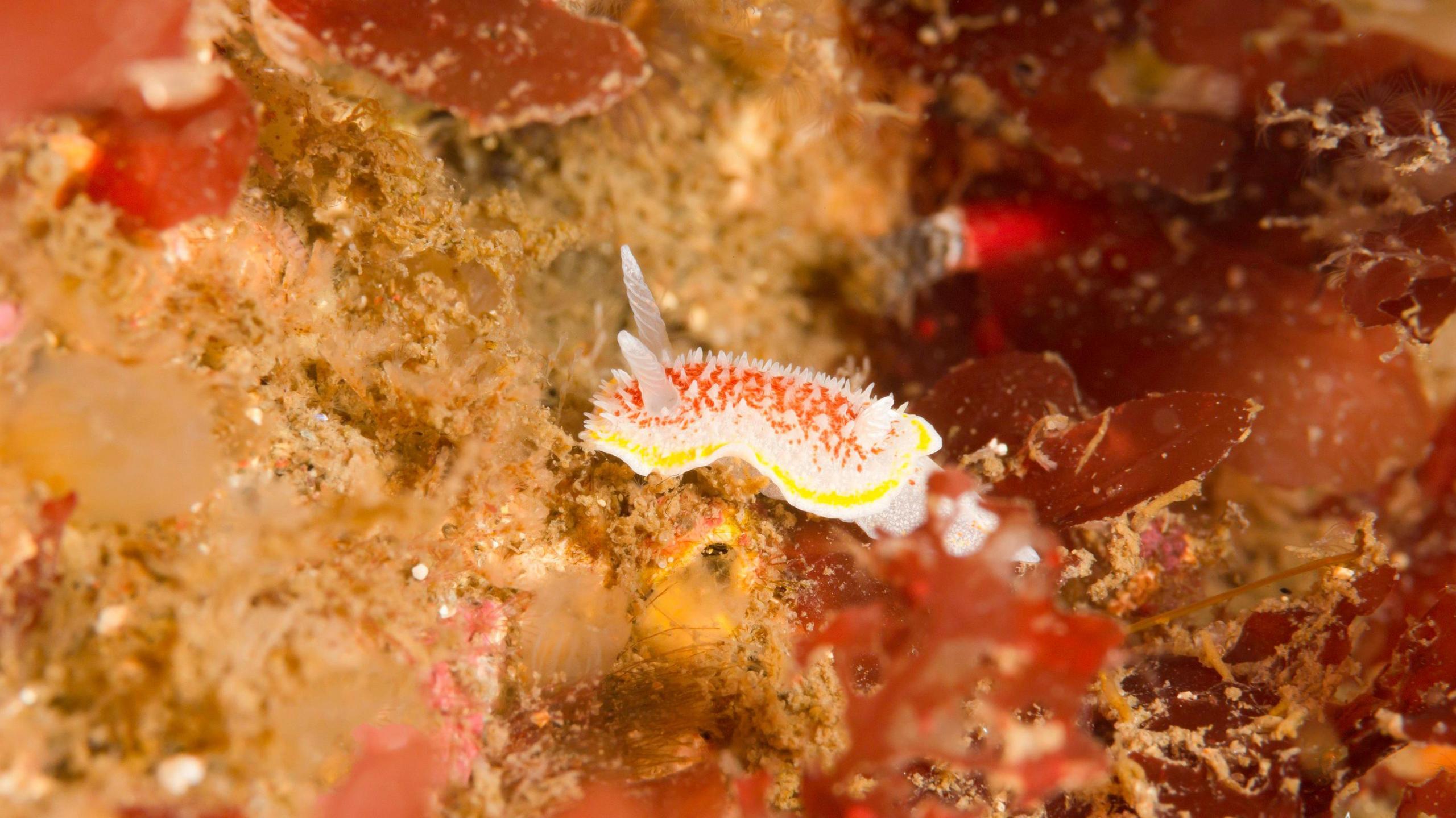 A fried egg sea slug