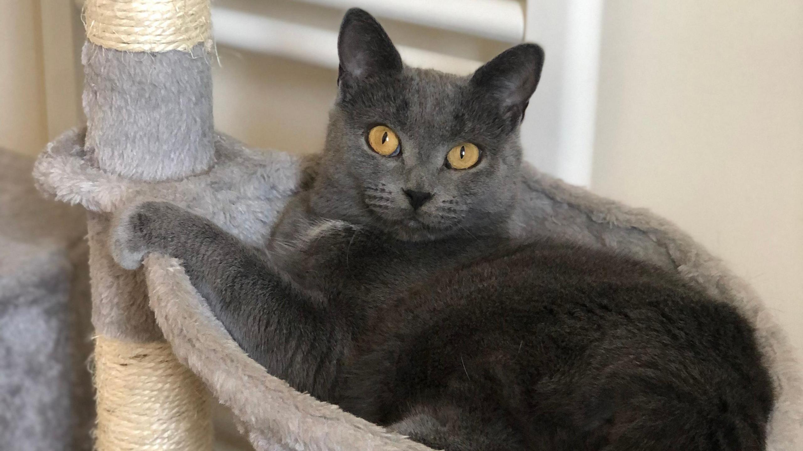 A grey British shorthair cat sits in a cat tree.