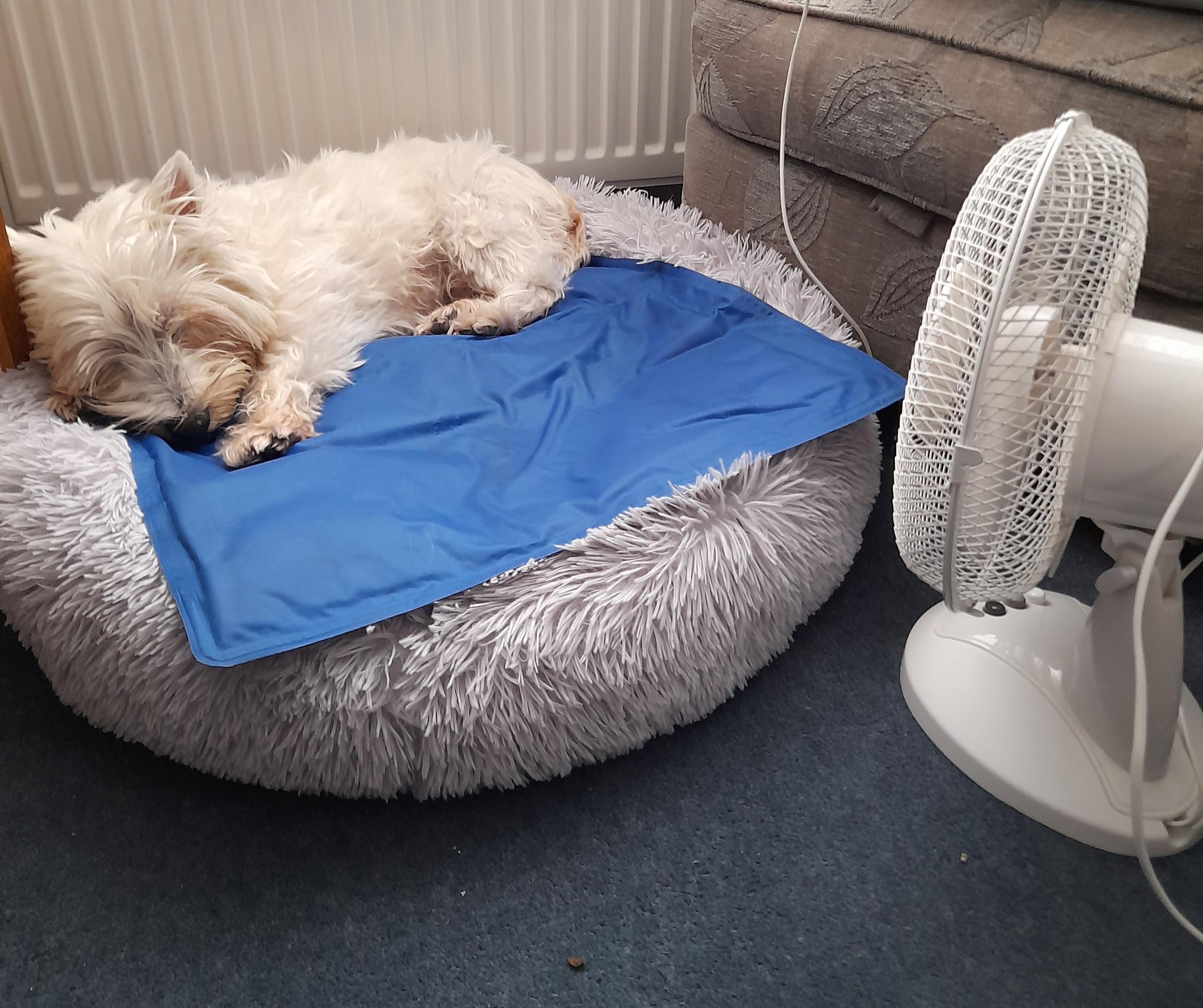 Molly is keeping cool in Severn Beach, Gloucestershire, on her gel mat and with a fan.