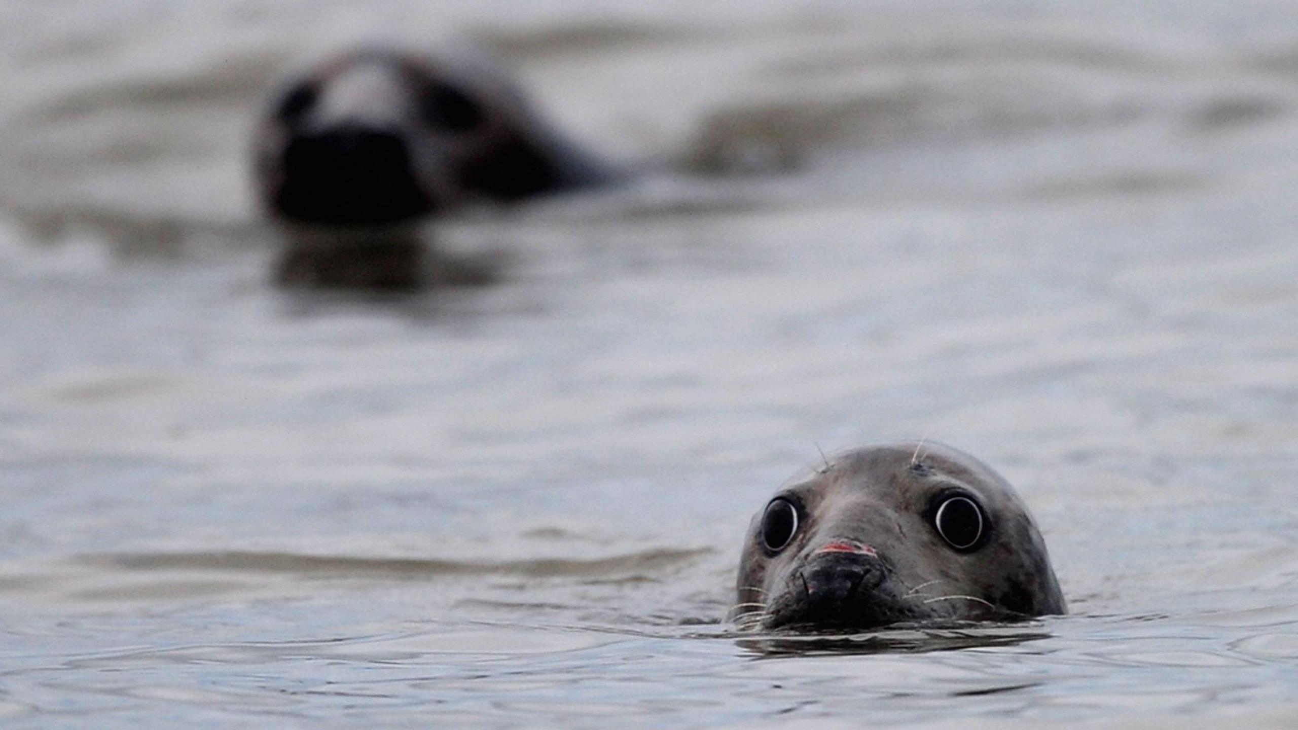 Two seals are swimming in the water. There heads can be seen bobbing over the surface.