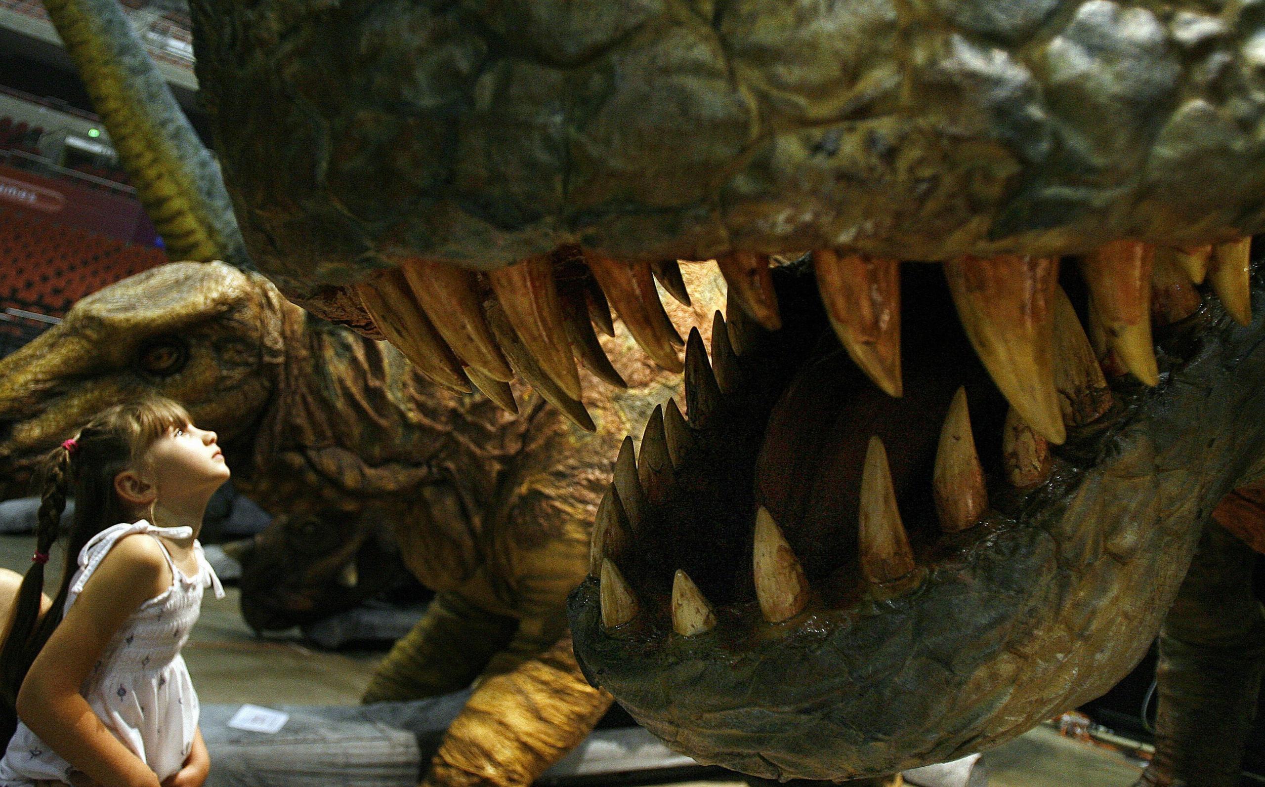 A girl looks at the jaws of a model T-rex.