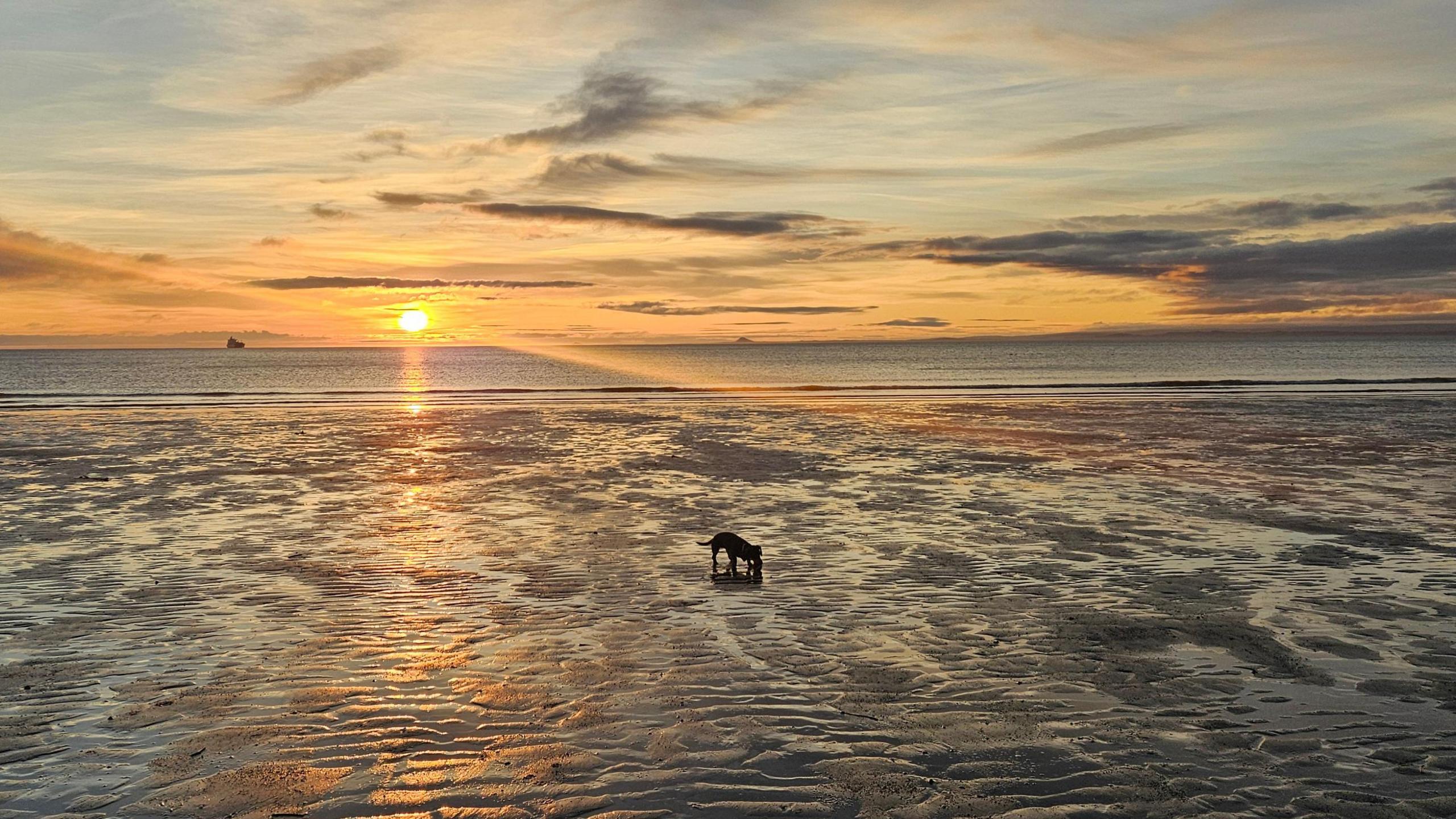 A lone dog walks on rippled sand as the sun rises over the sea.