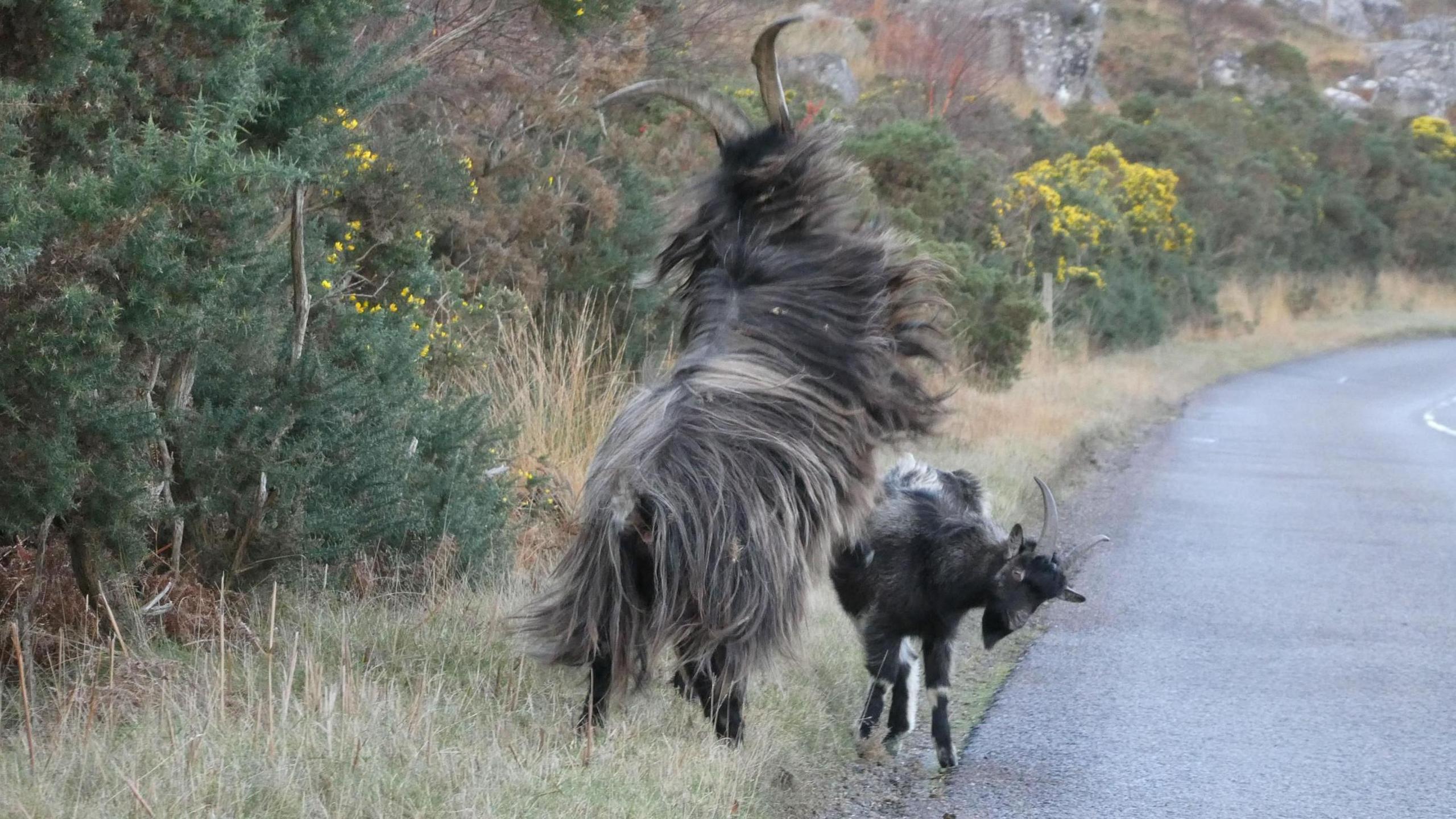 Two wild goats on a roadside, one with long shaggy fur rearing up on hind legs near bushes.