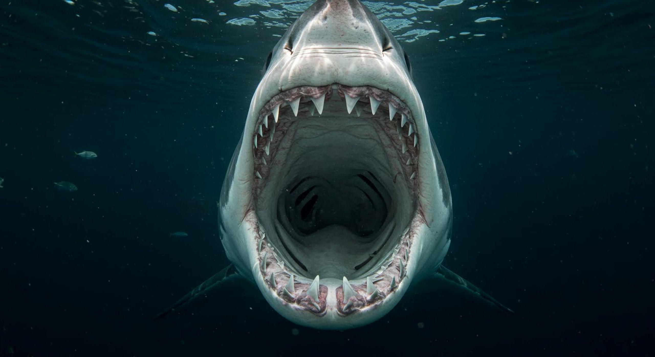 A great white with its jaws open.