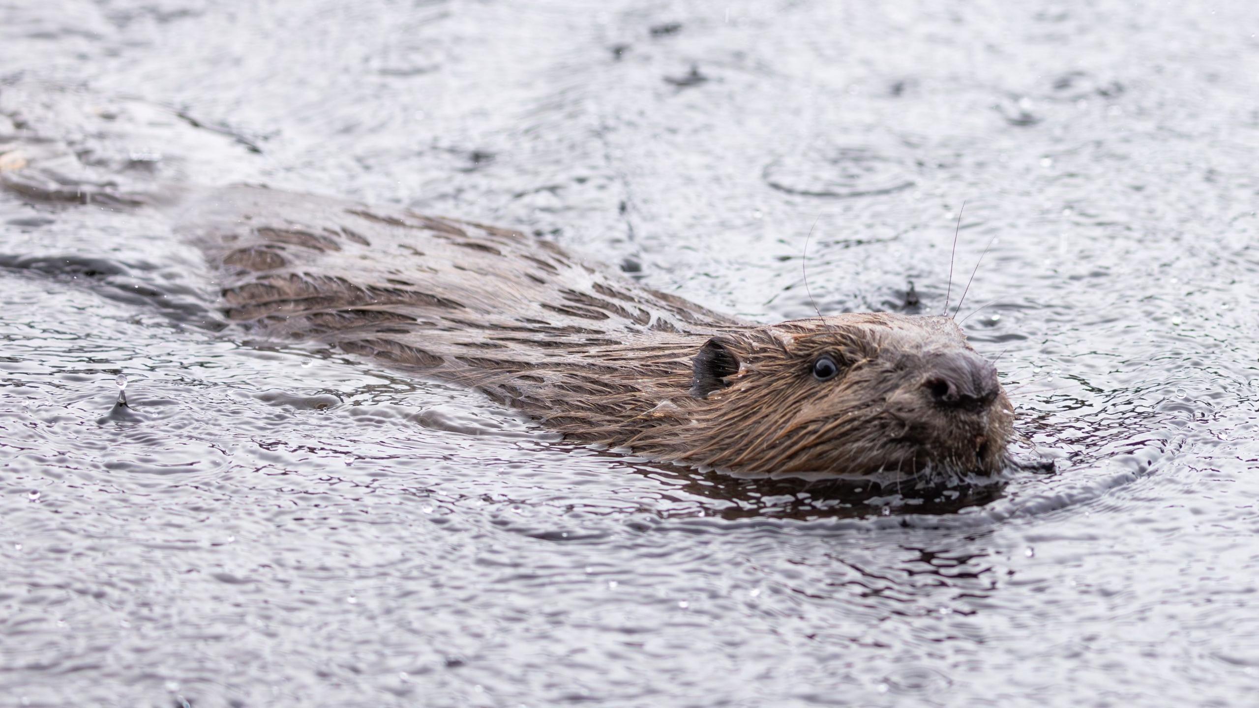 A brown beaver is half submerged in the water as it has a swim. 