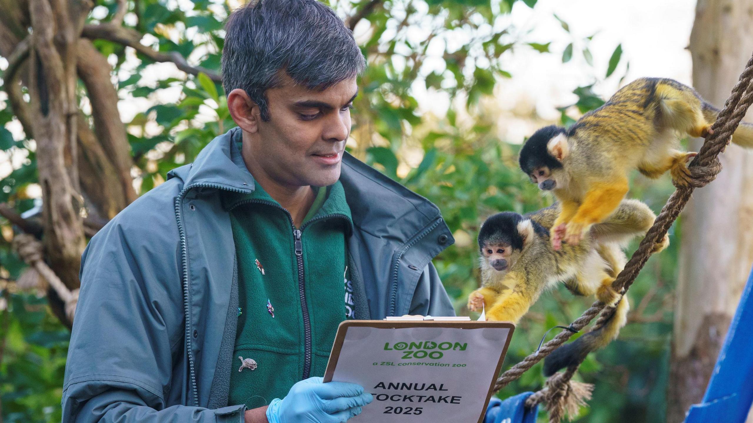 Two black-capped squirrel monkeys and a male zoo keeper 