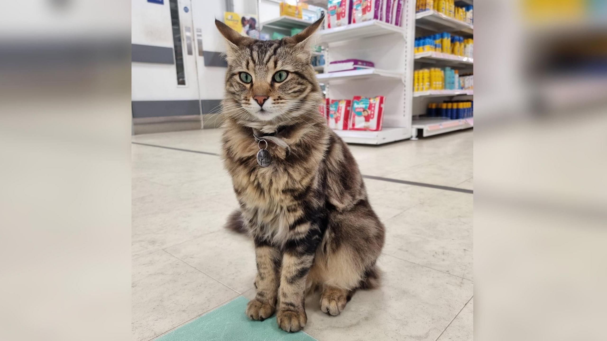 A fluffy tabby cat sitting on a shop floor. In the background is a shelf stacked with packets of nappies.