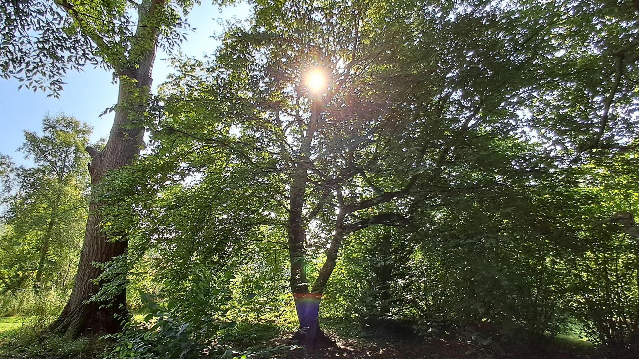 The sun can be seen shining through a tree in a woodland scene. Two big trees dominate this serene scene.