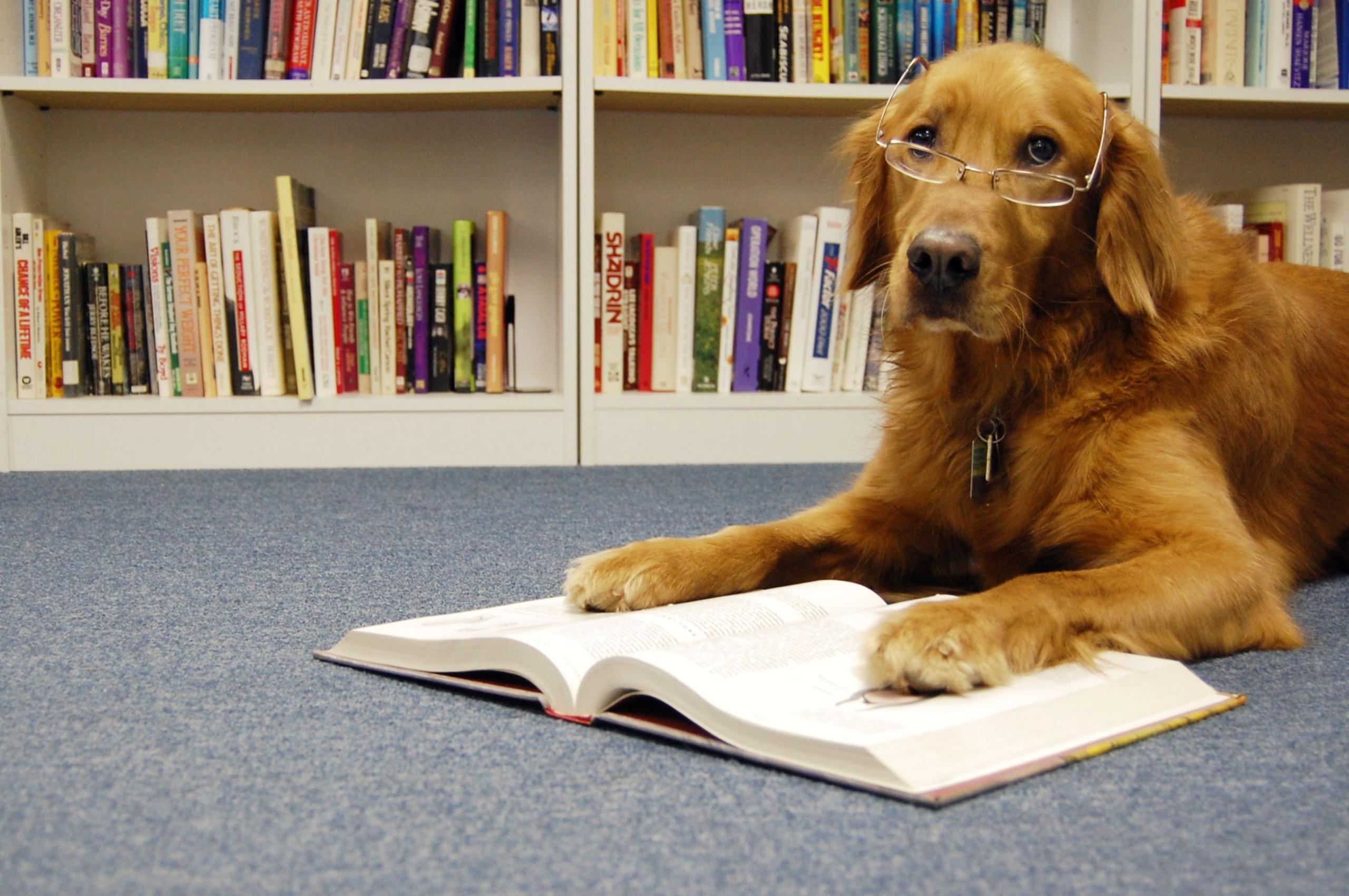 a golden dog reads a book in a library.
