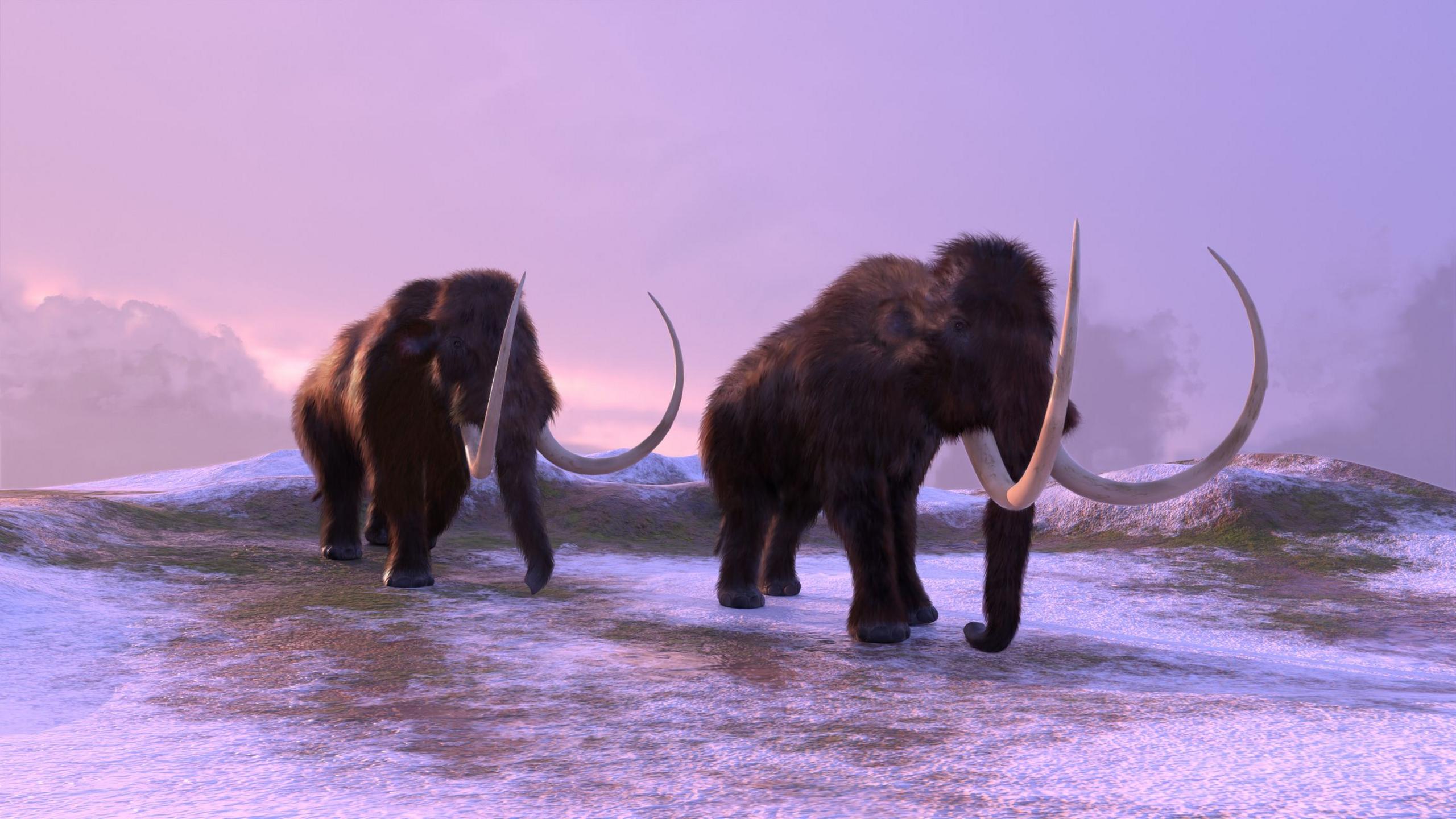 Two mammoth walking