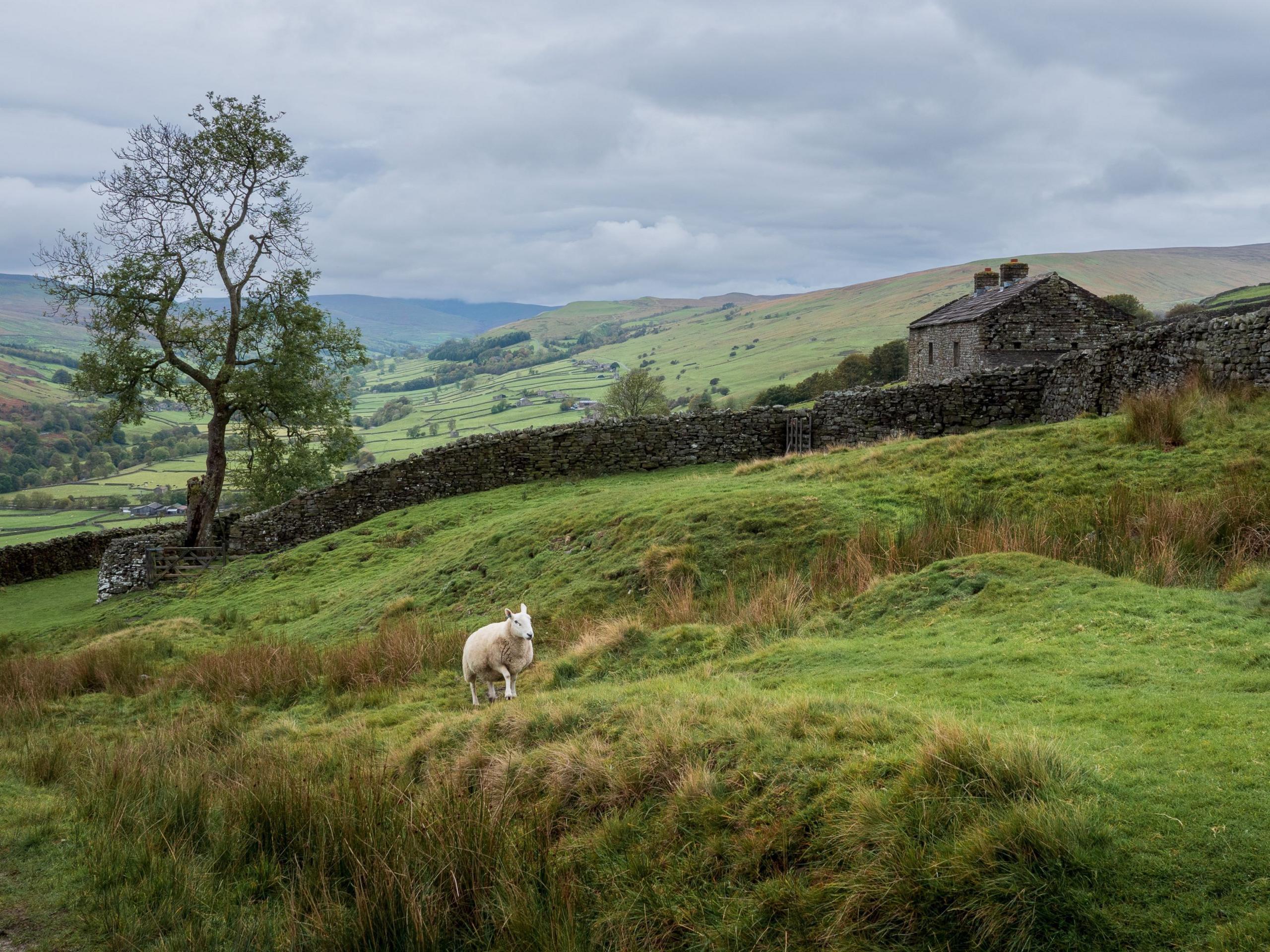 A sheep makes its way across a grassy landscape